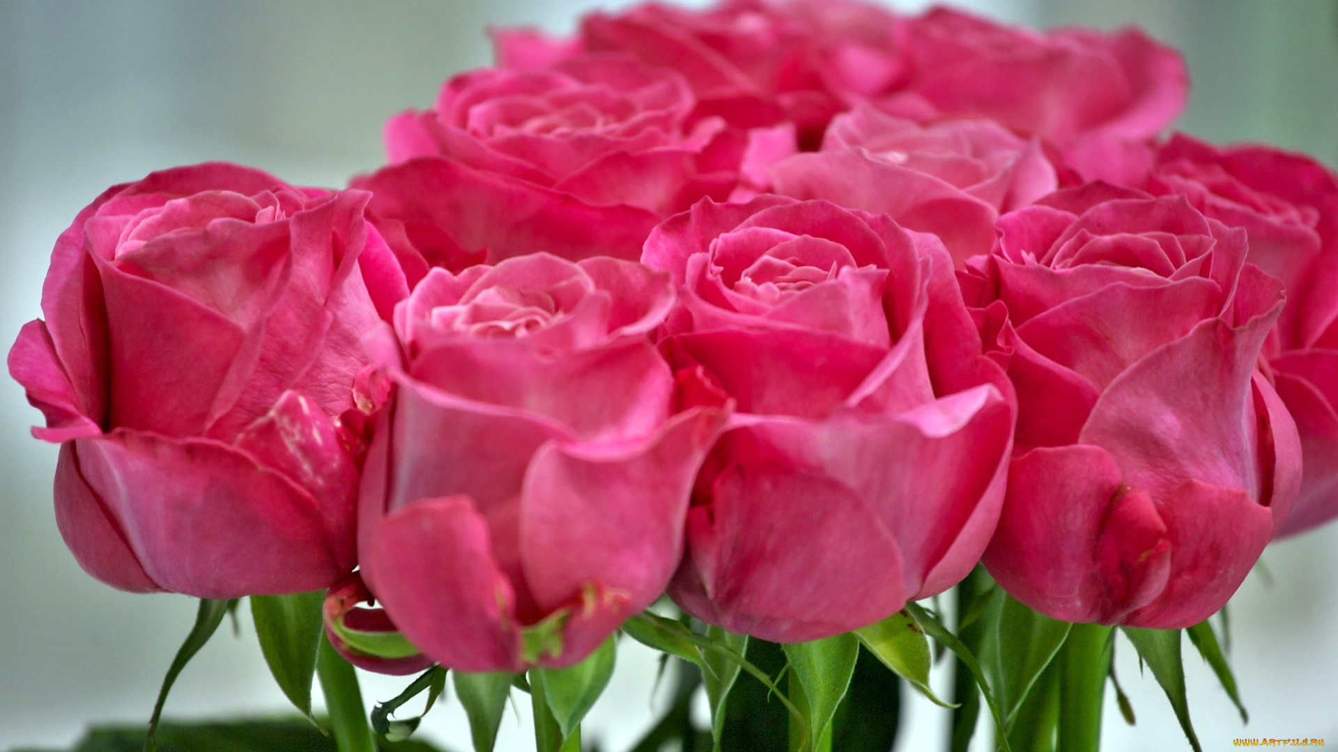 цветы, розы, розовый