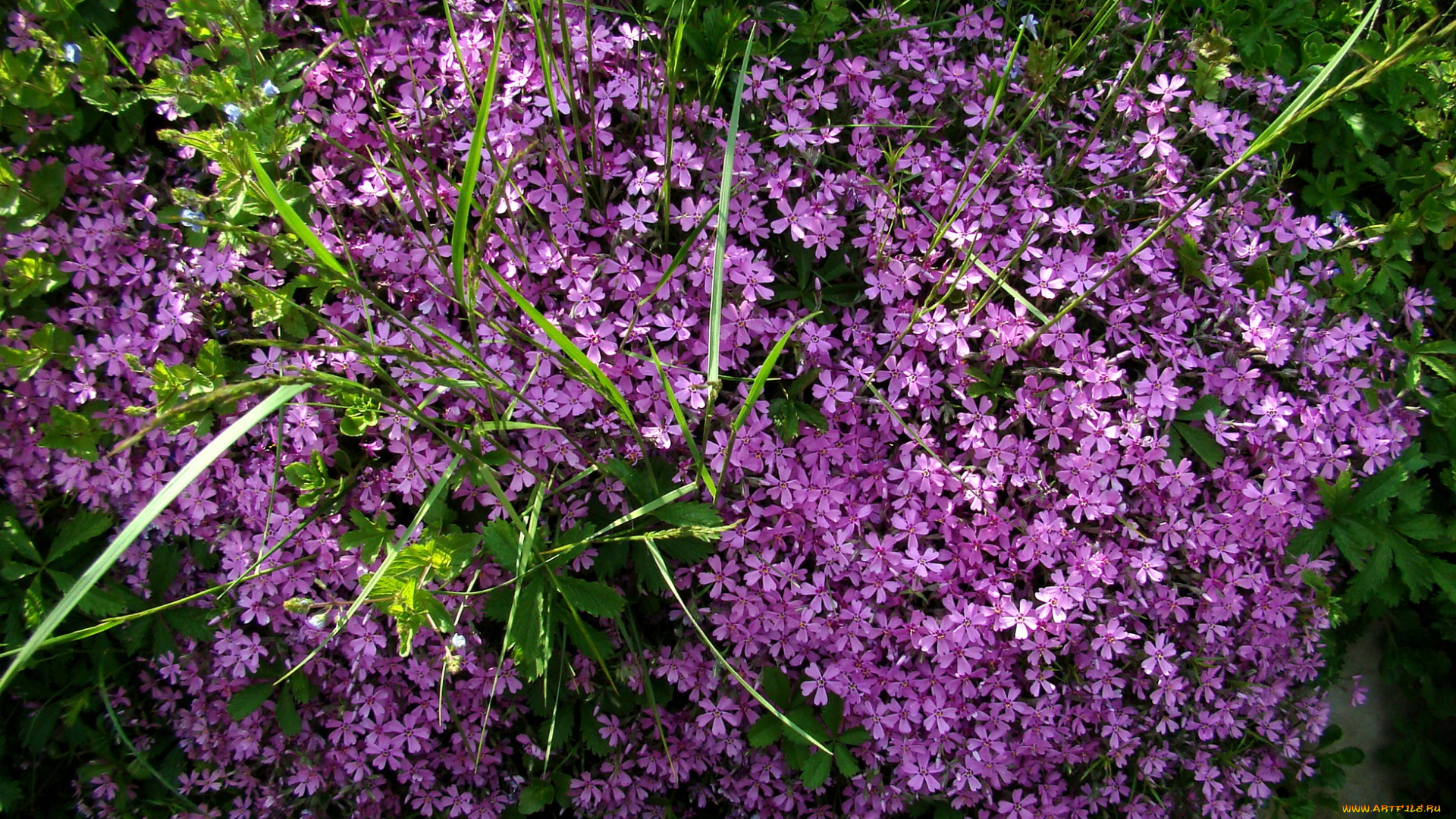 цветы, трава, сиреневые, куст