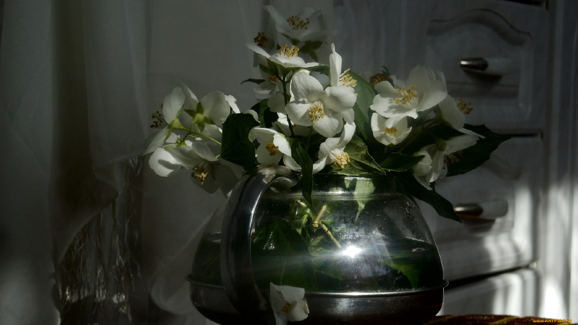 цветы, жасмин