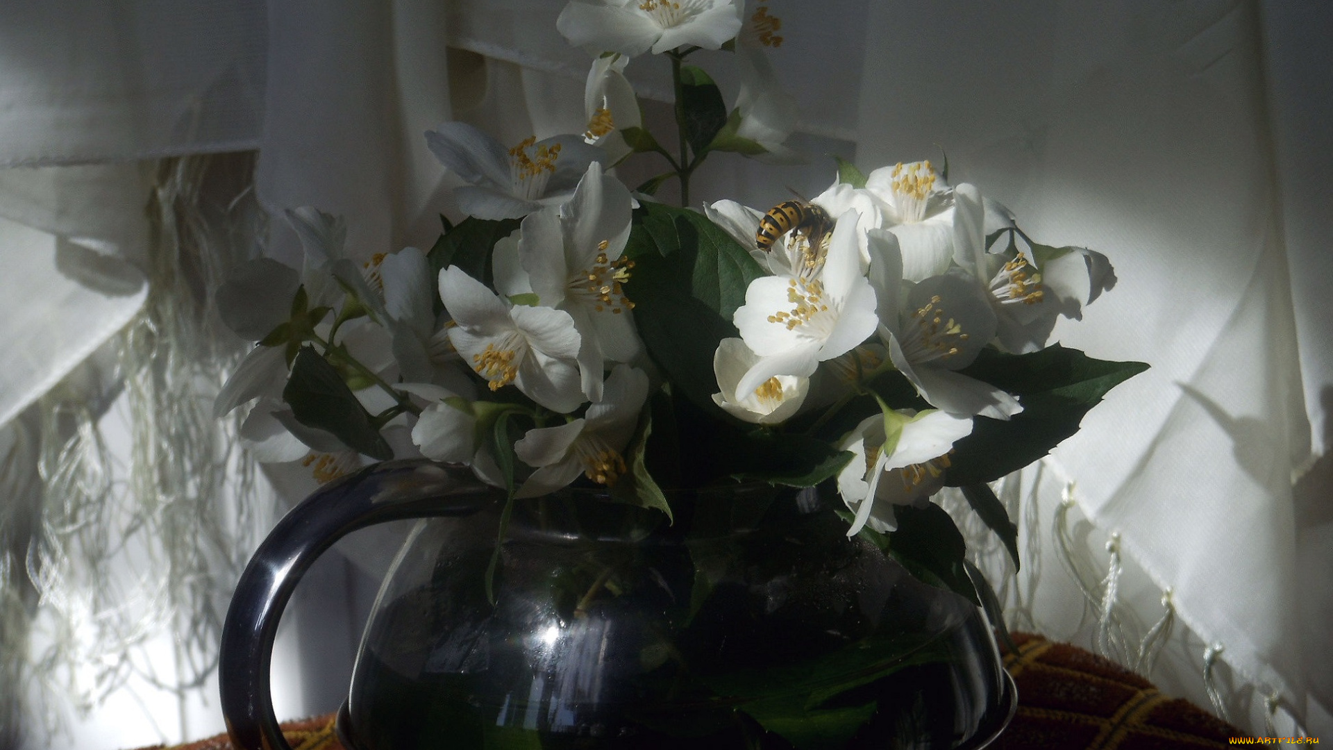 цветы, жасмин, оса