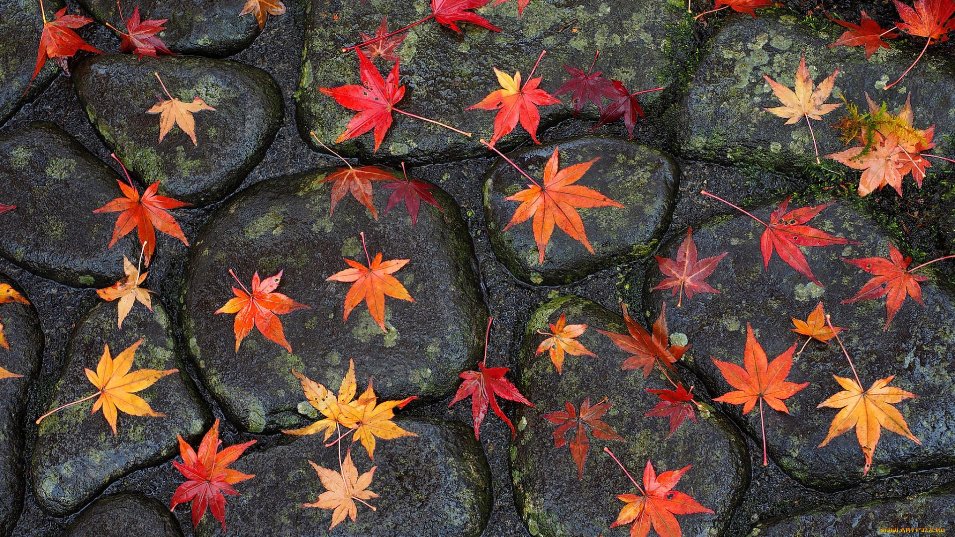 природа, листья, мостовая, дорога, дождь, камни, осень