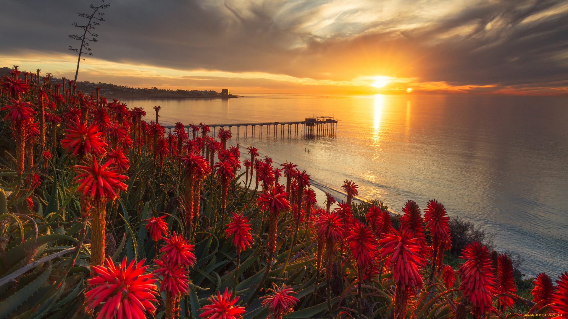 природа, восходы, закаты, солнце, тучи, горизонт, цветы, побережье, океан