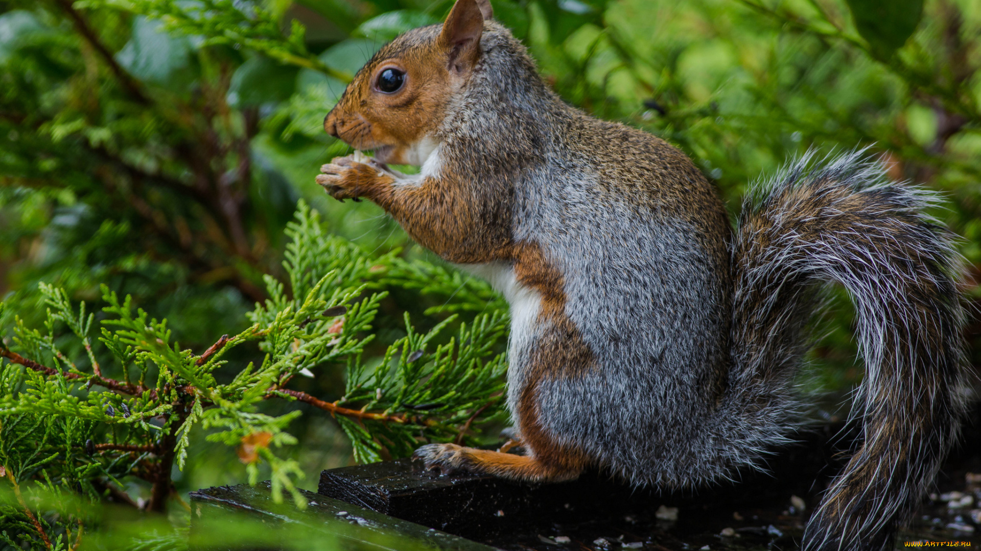 животные, белки, белка