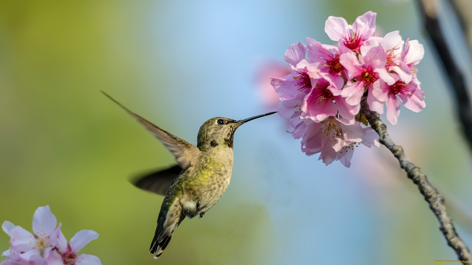 животные, колибри, цветок, дерево, птичка
