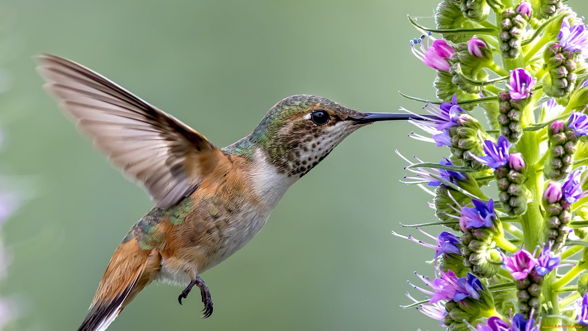 животные, колибри, цветок, дерево, птичка