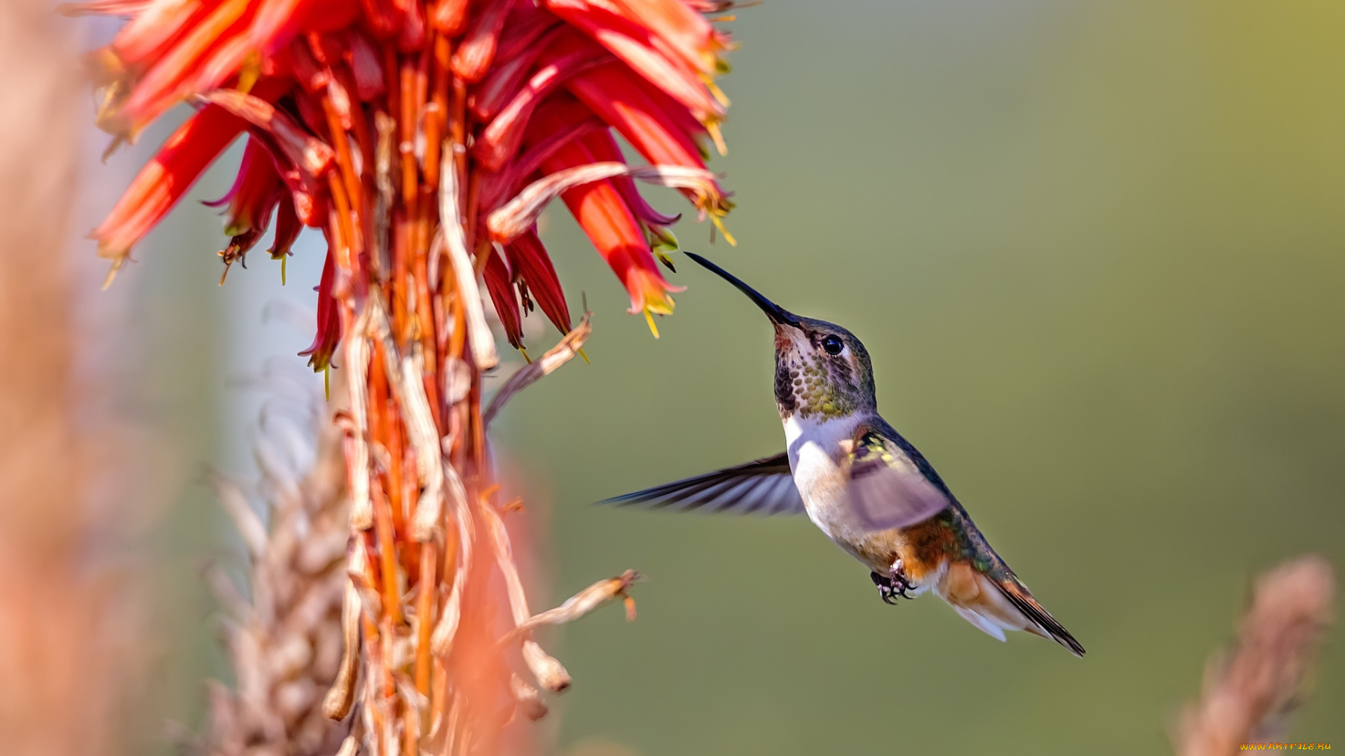 животные, колибри, цветок, птичка, дерево