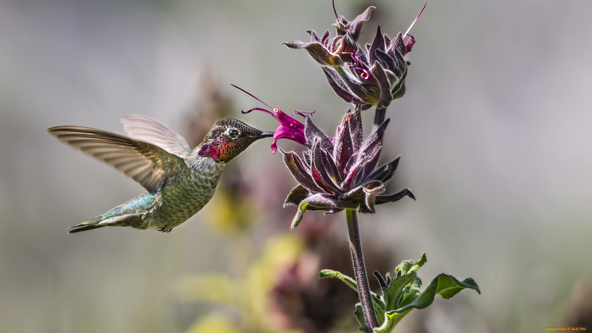 животные, колибри, дерево, птичка, цветок
