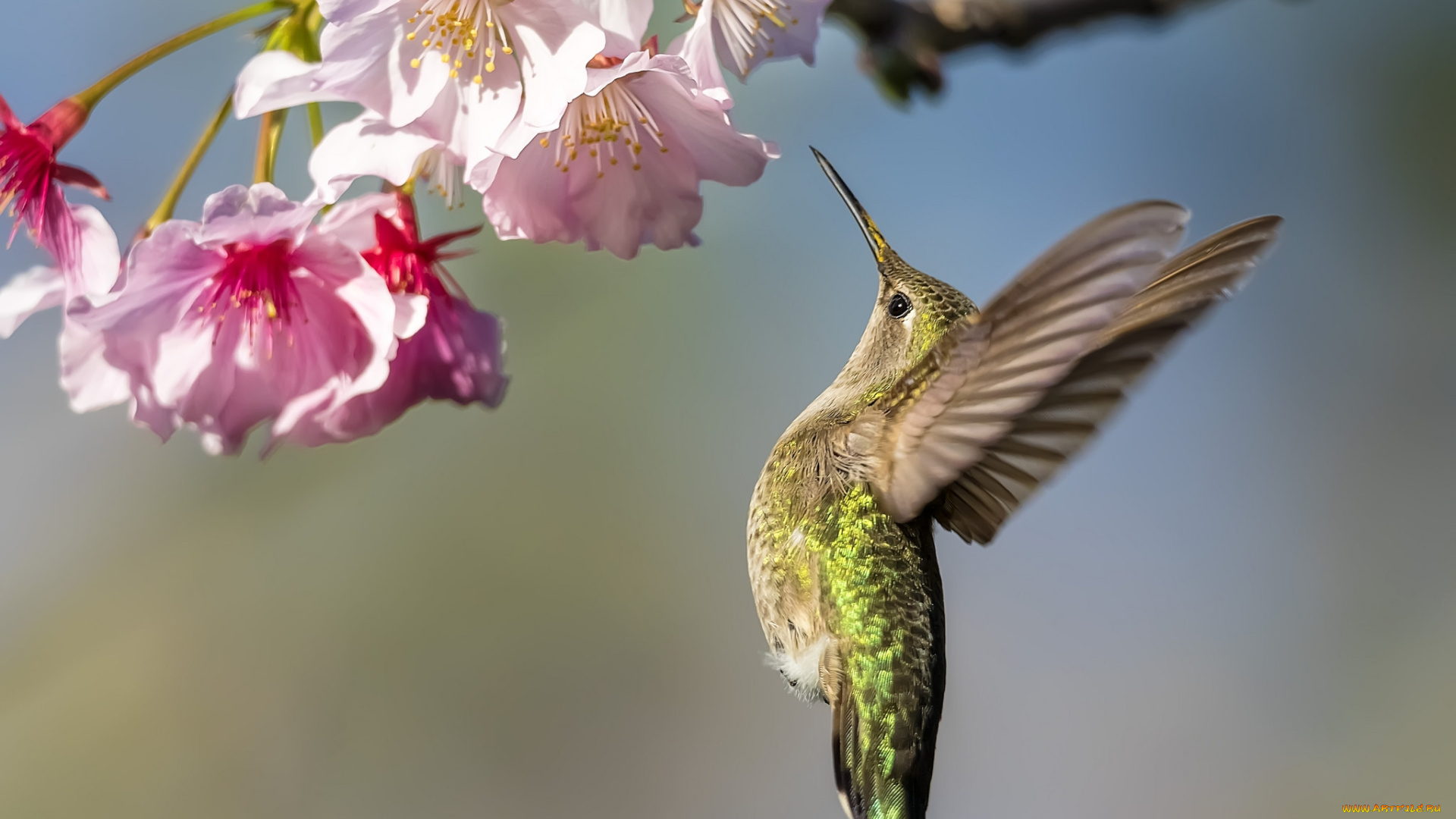 животные, колибри, птичка, цветок, дерево