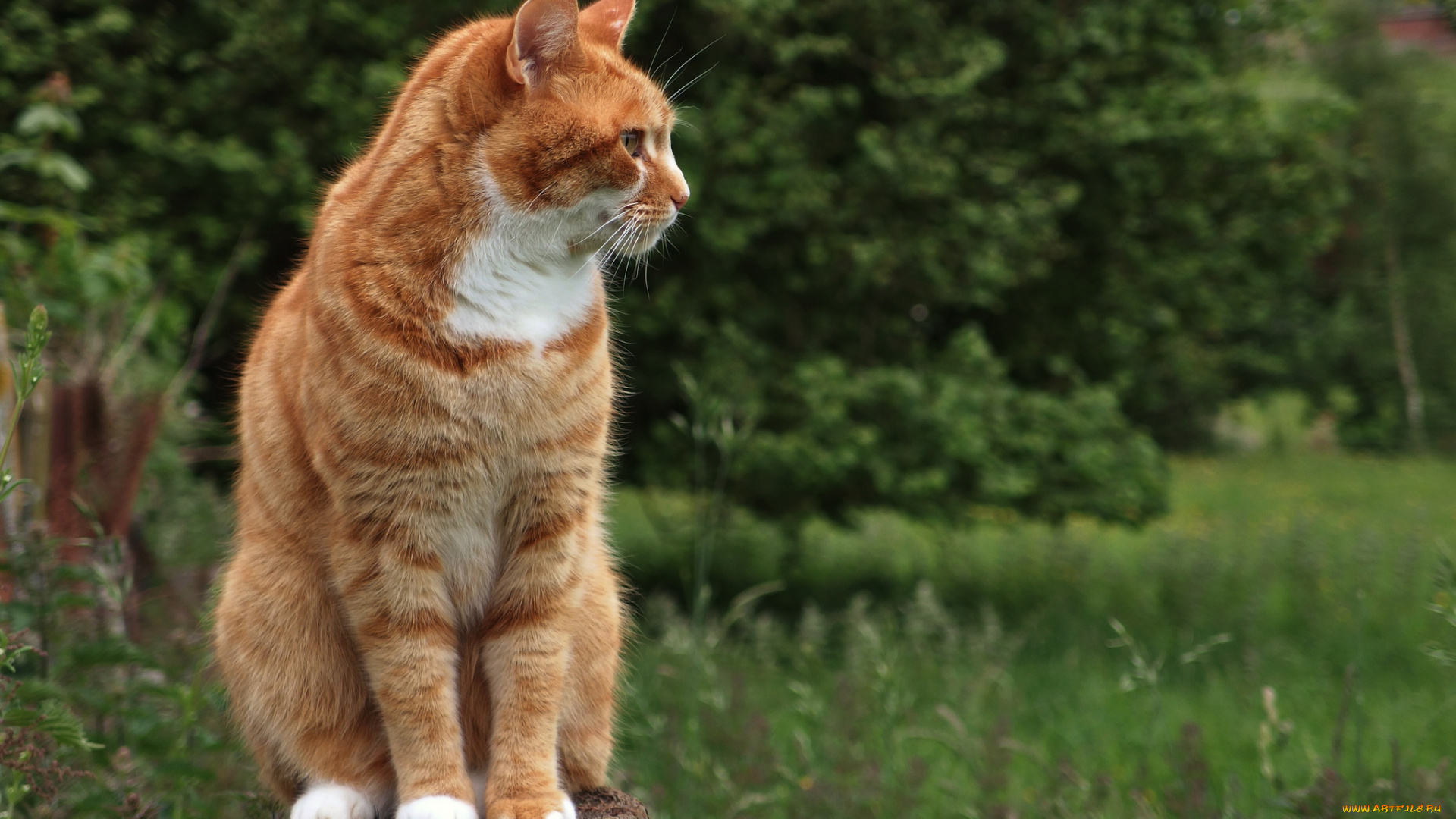 животные, коты, котяра