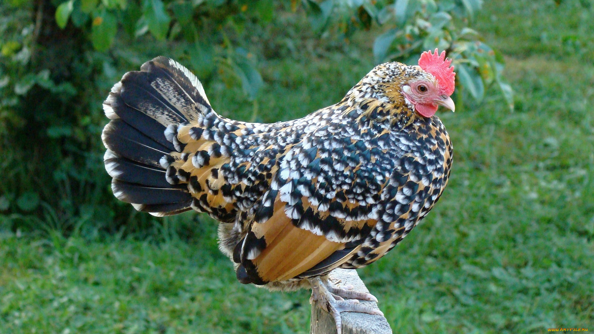 животные, куры, , петухи, трава, курица