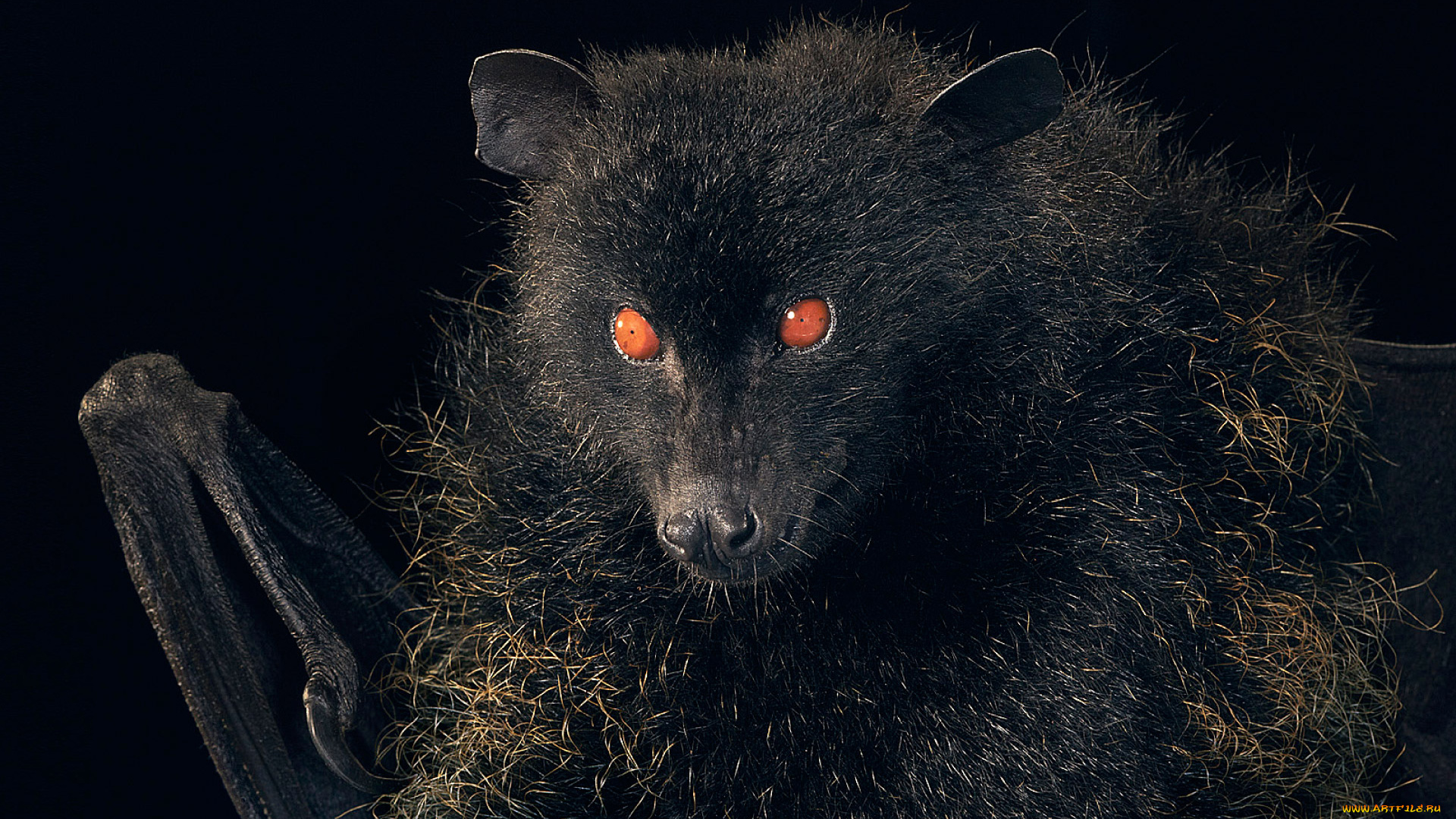животные, летучие, мыши, летучая, мышь, животное