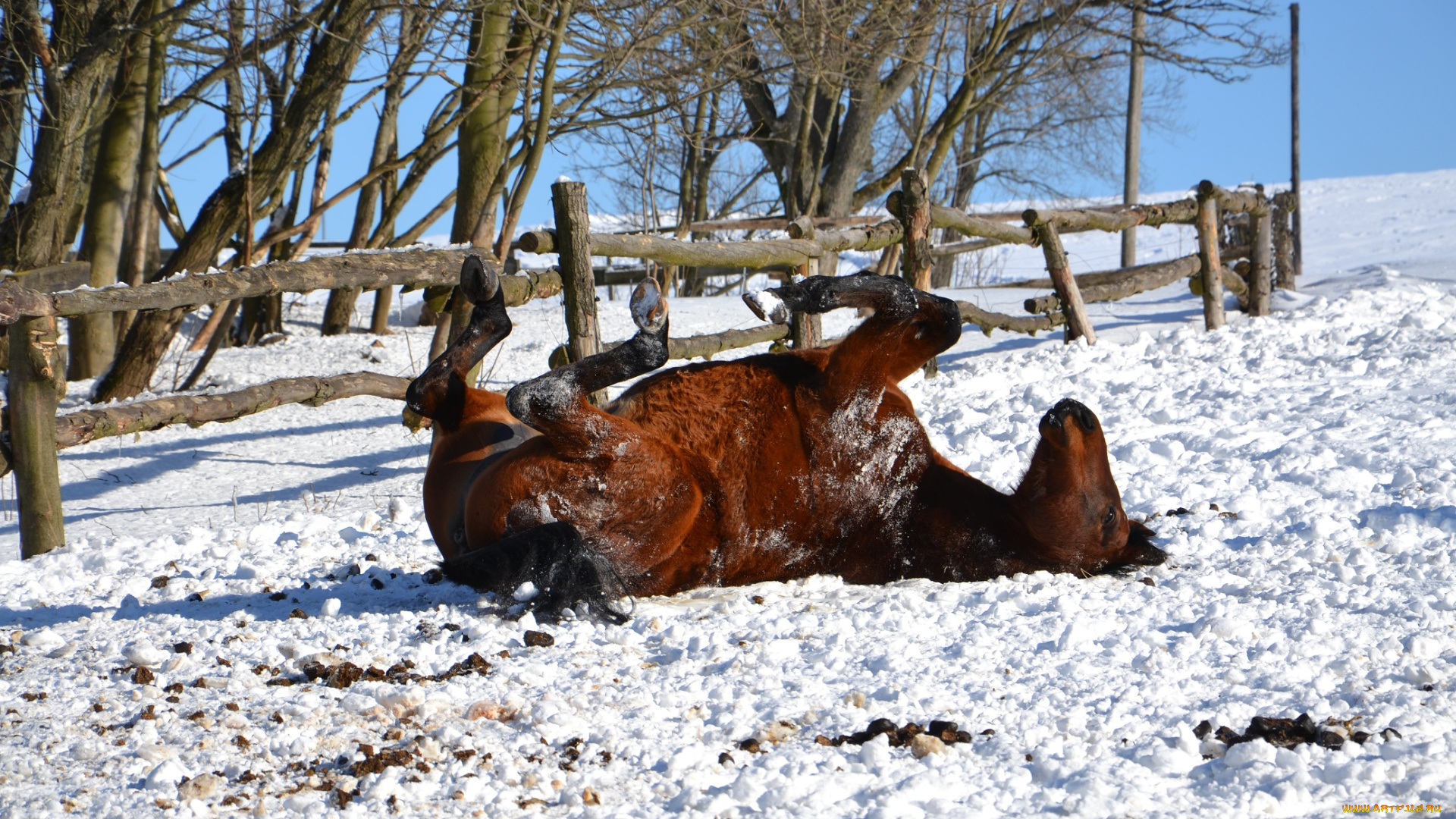 животные, лошади, лес, деревья, зима, снег, иней, лошадь