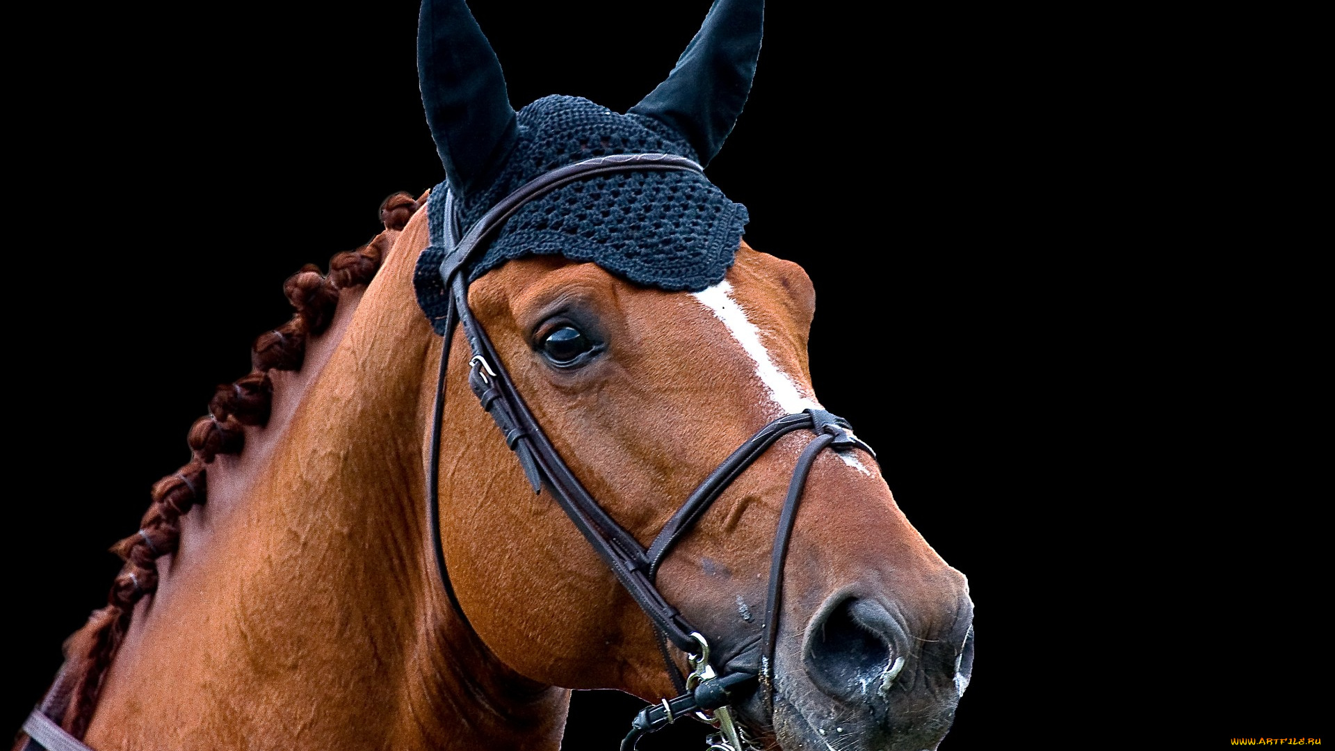 животные, лошади, лошадка