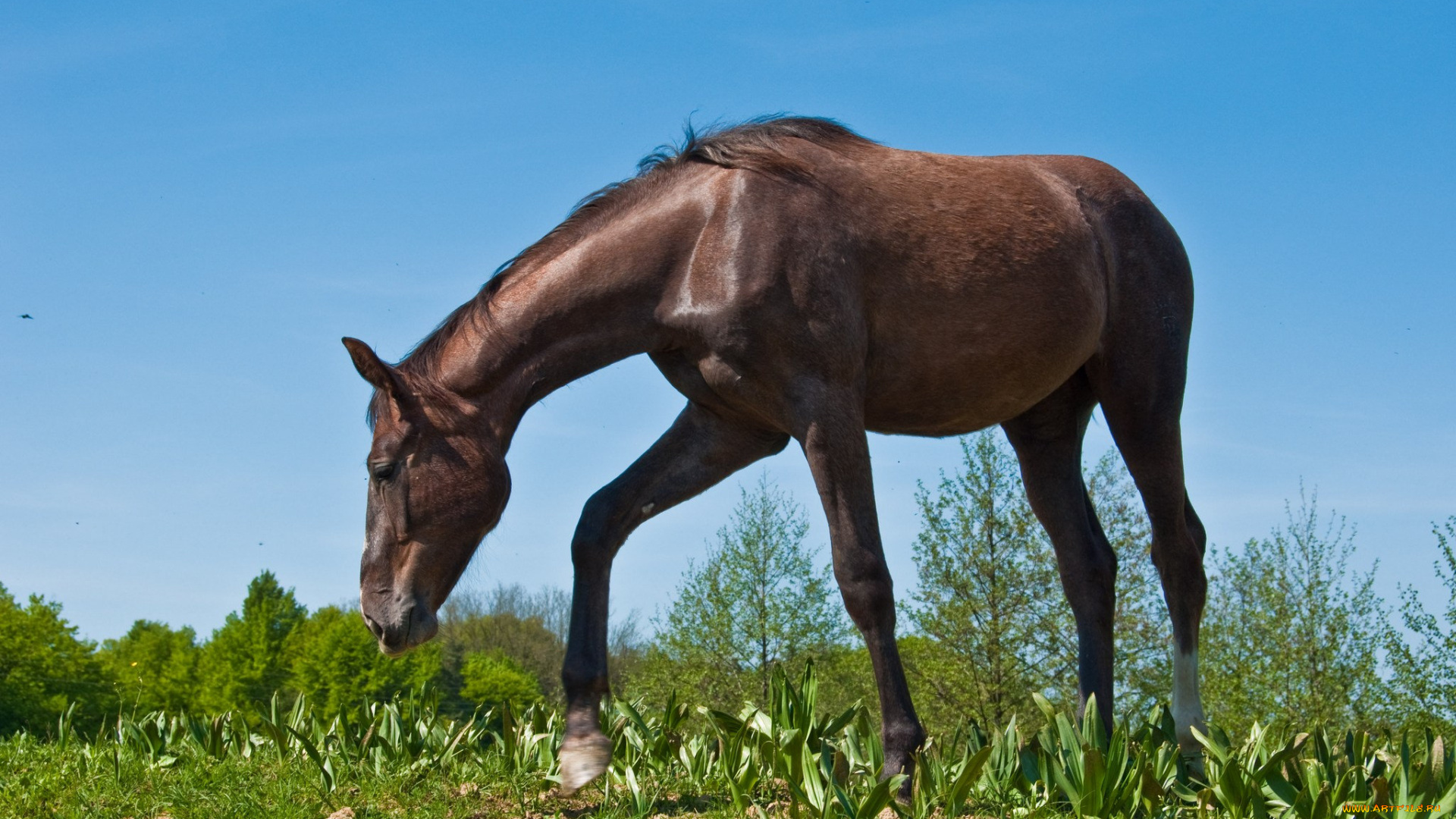 животные, лошади, лошадка