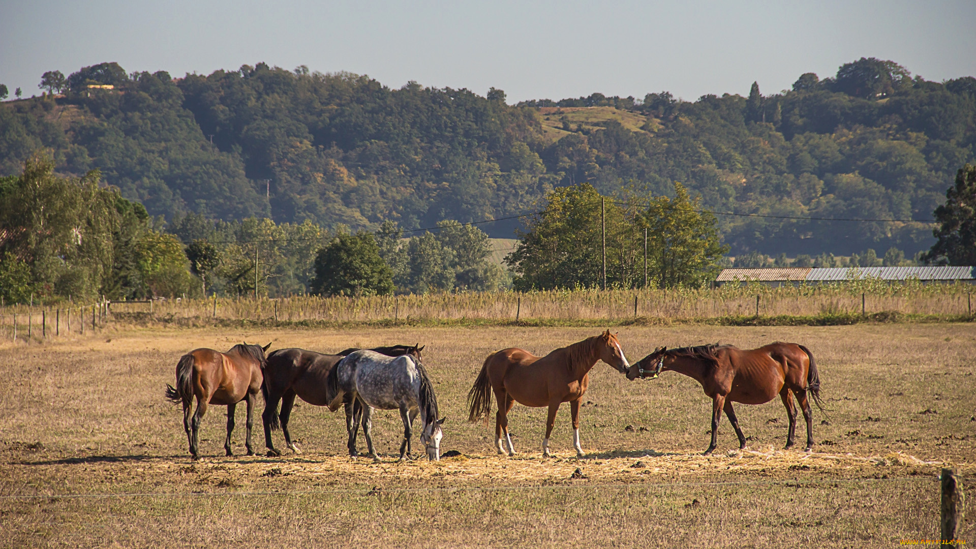 животные, лошади, лошадки