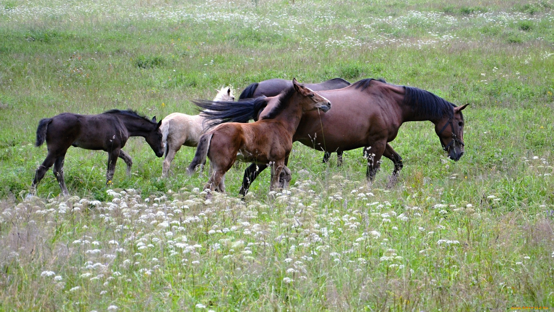 животные, лошади, табун, луг