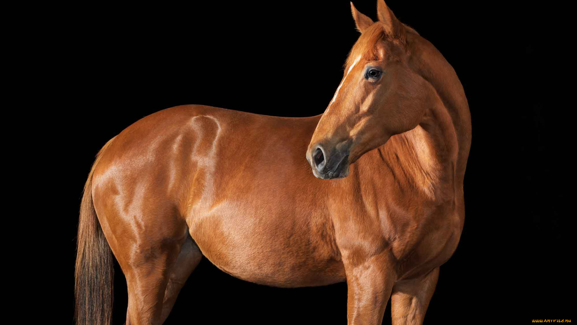 животные, лошади, животное, лошадь