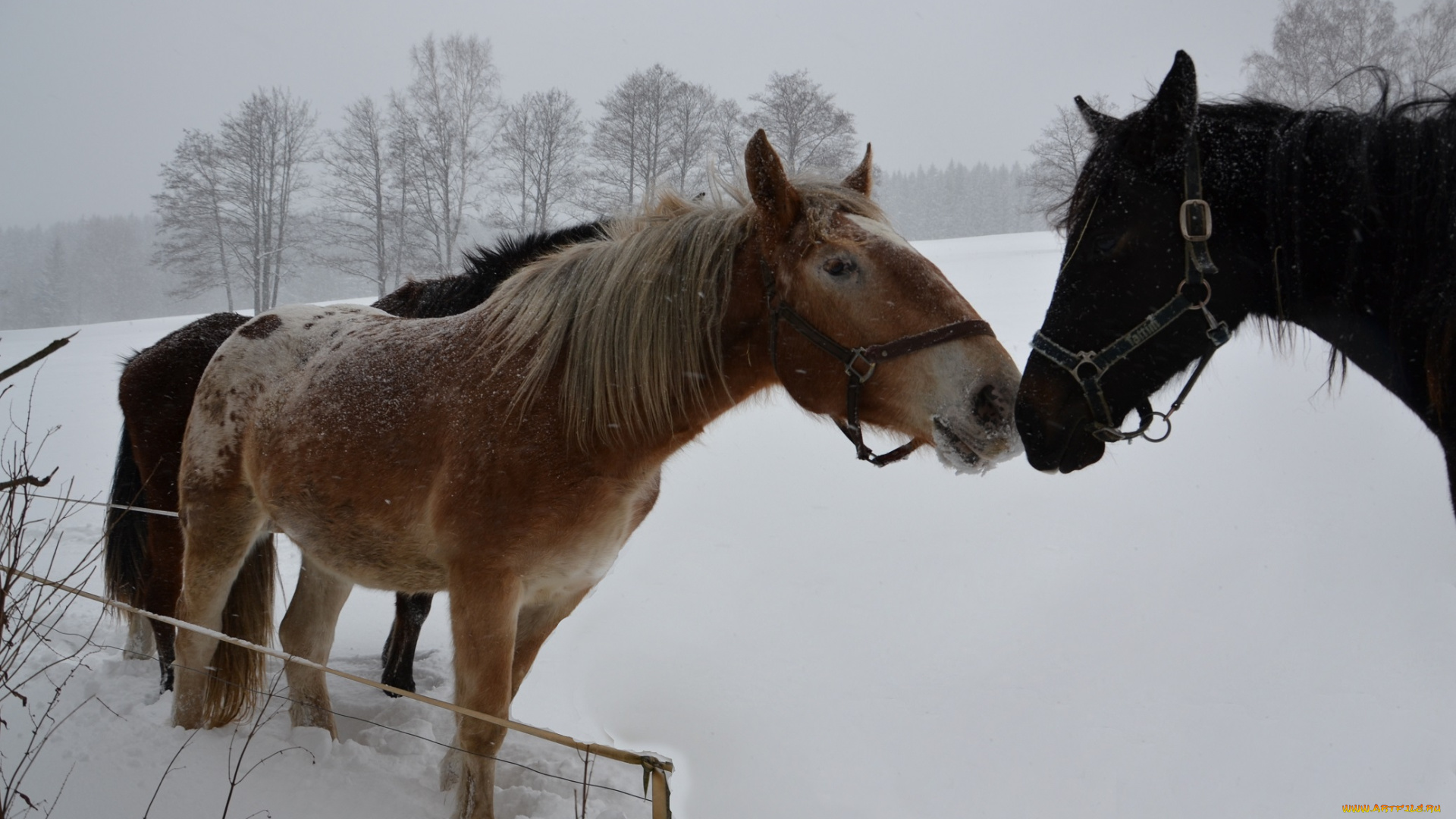 животные, лошади, зима, снег