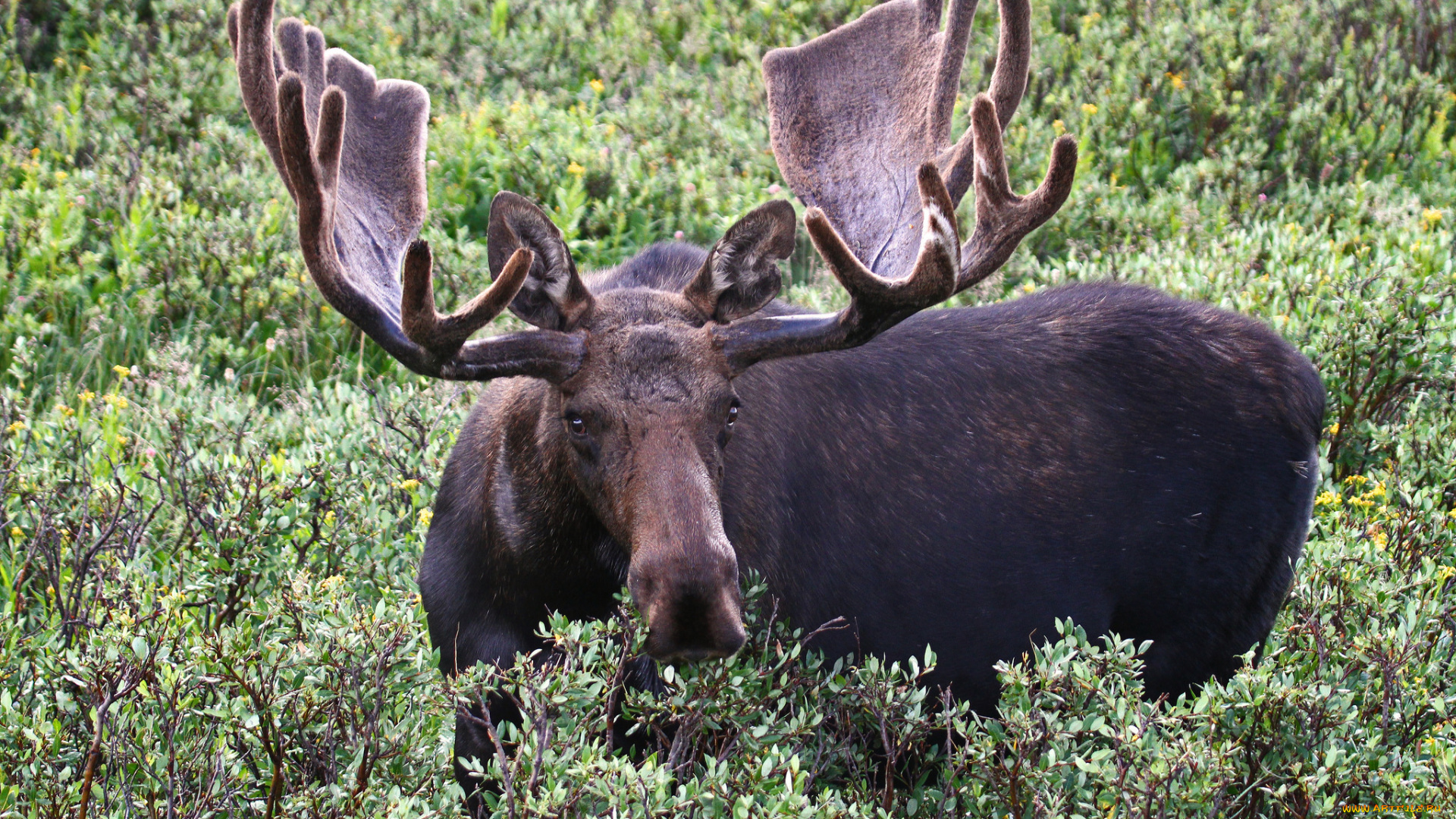 животные, лоси, сохатый