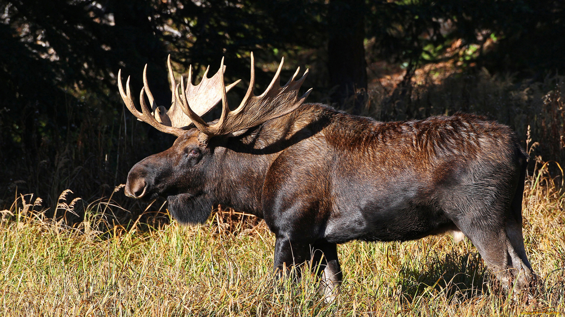 животные, лоси, сохатый