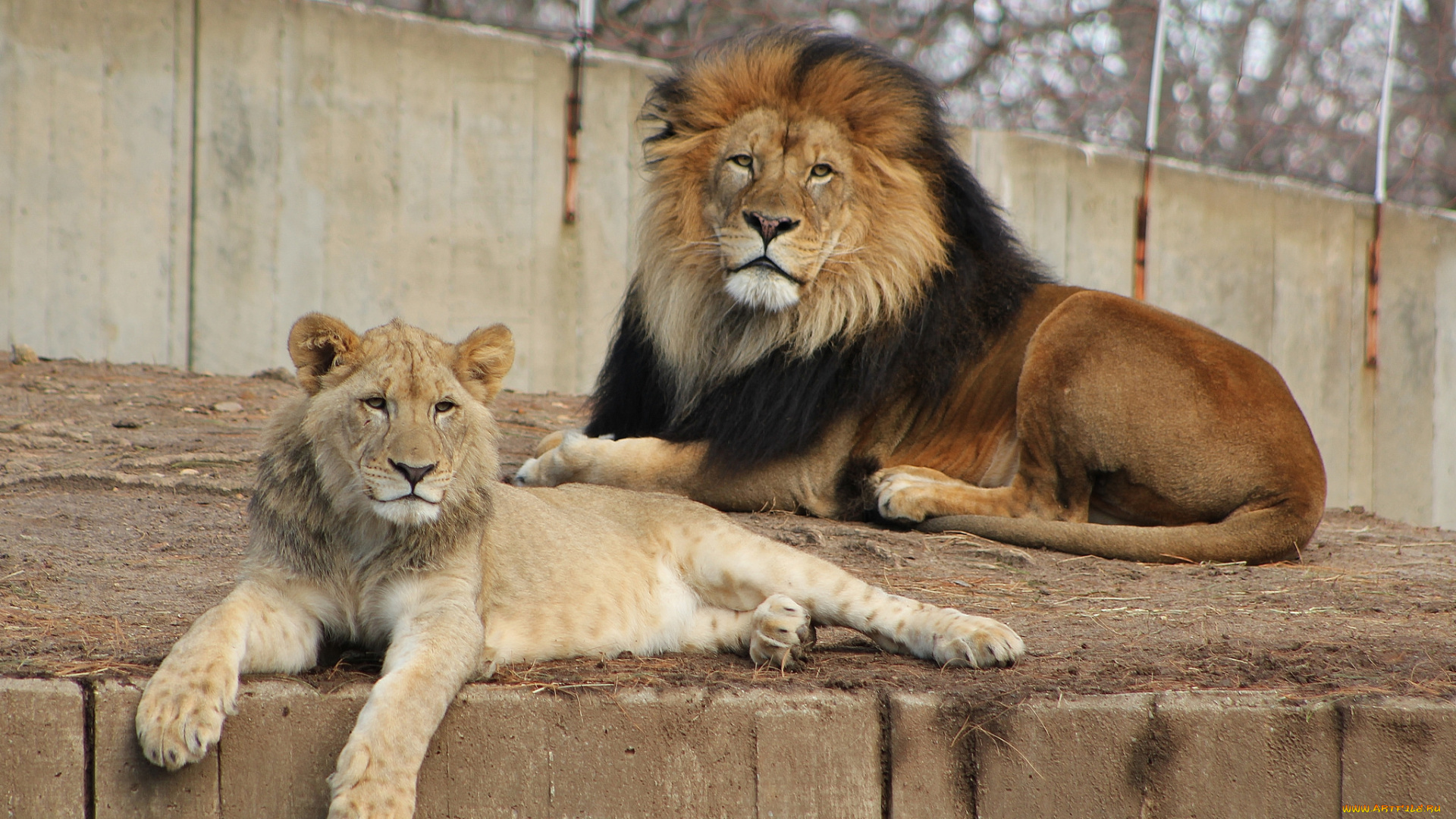 животные, львы, львица, лев