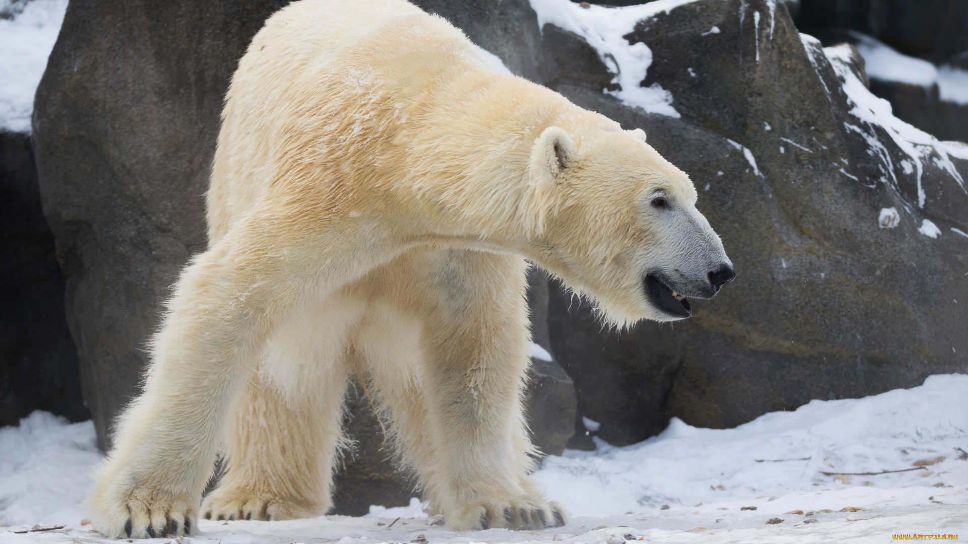 животные, медведи, хищник, профиль, мощь, зима, снег, зоопарк