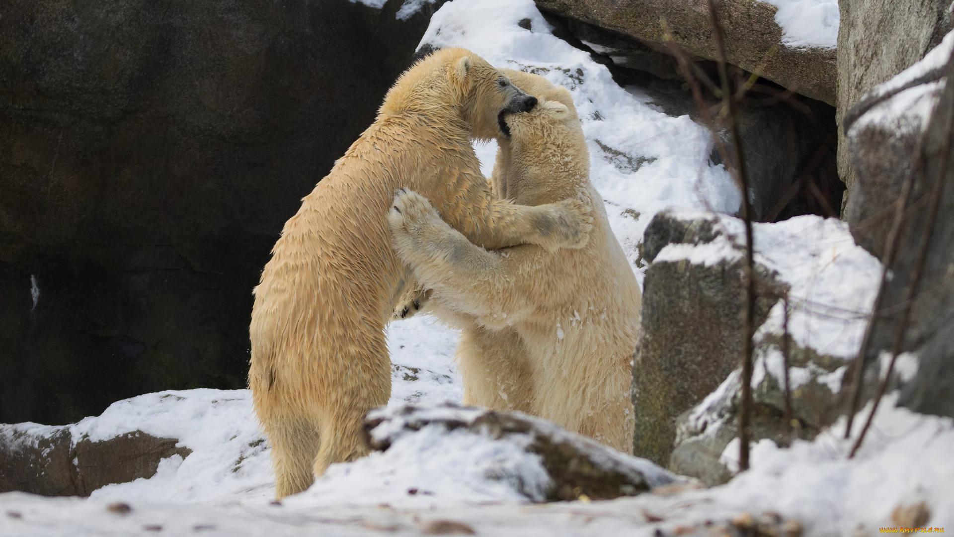 животные, медведи, хищники, пара, драка, игра, борьба, скалы, зима, снег, зоопарк