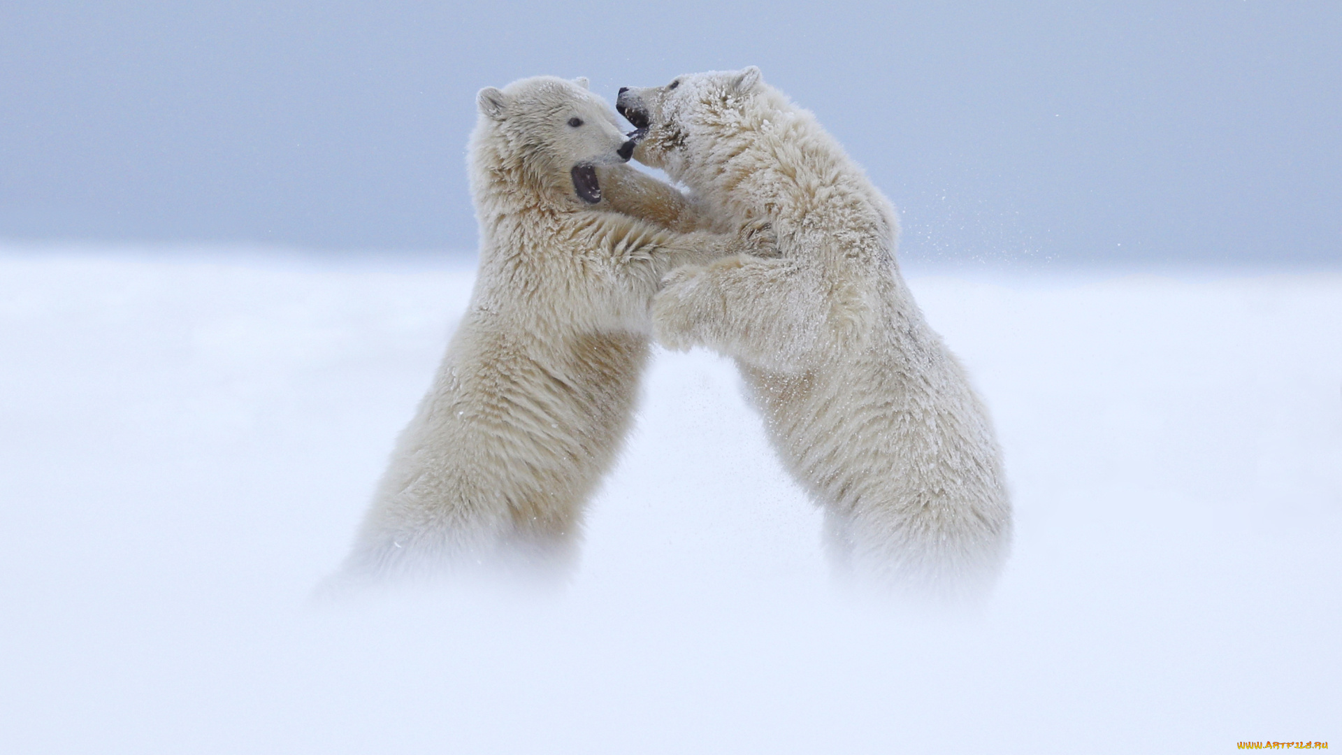 животные, медведи, ссора, два, белые, полярные