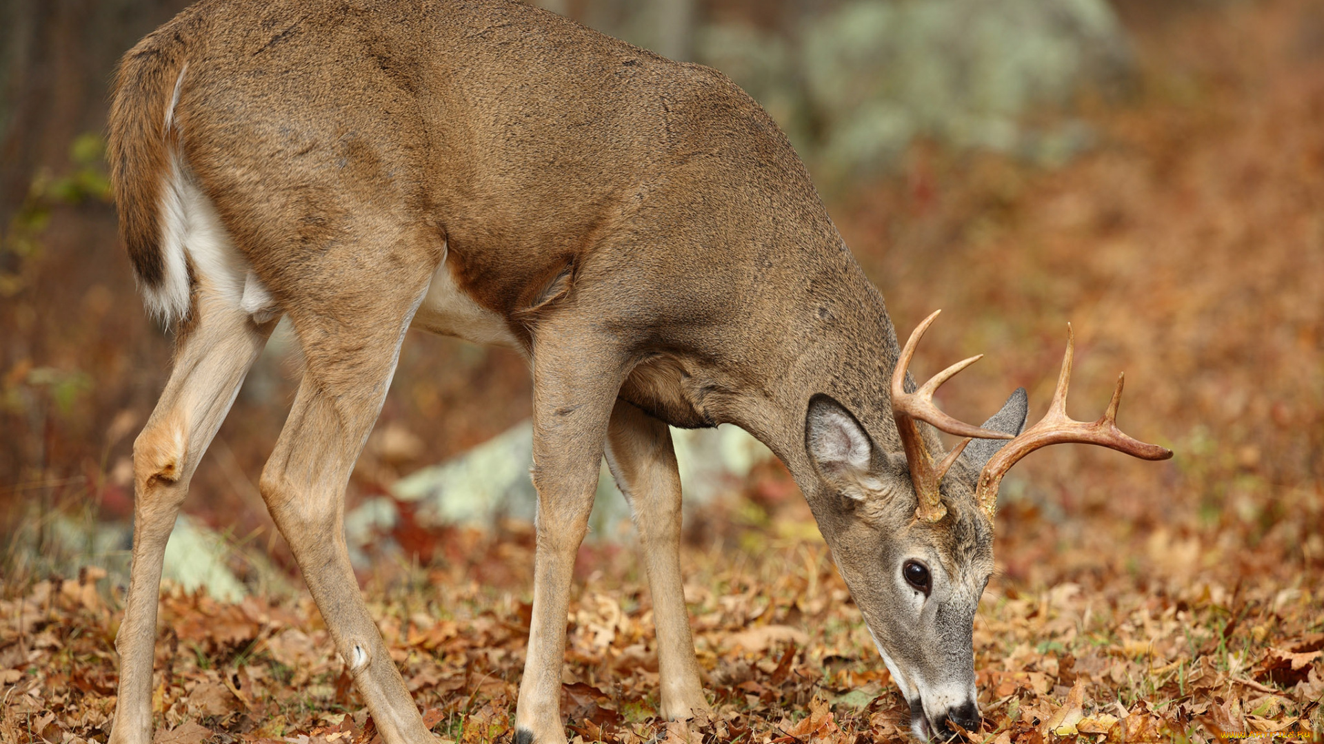 животные, олени, олень