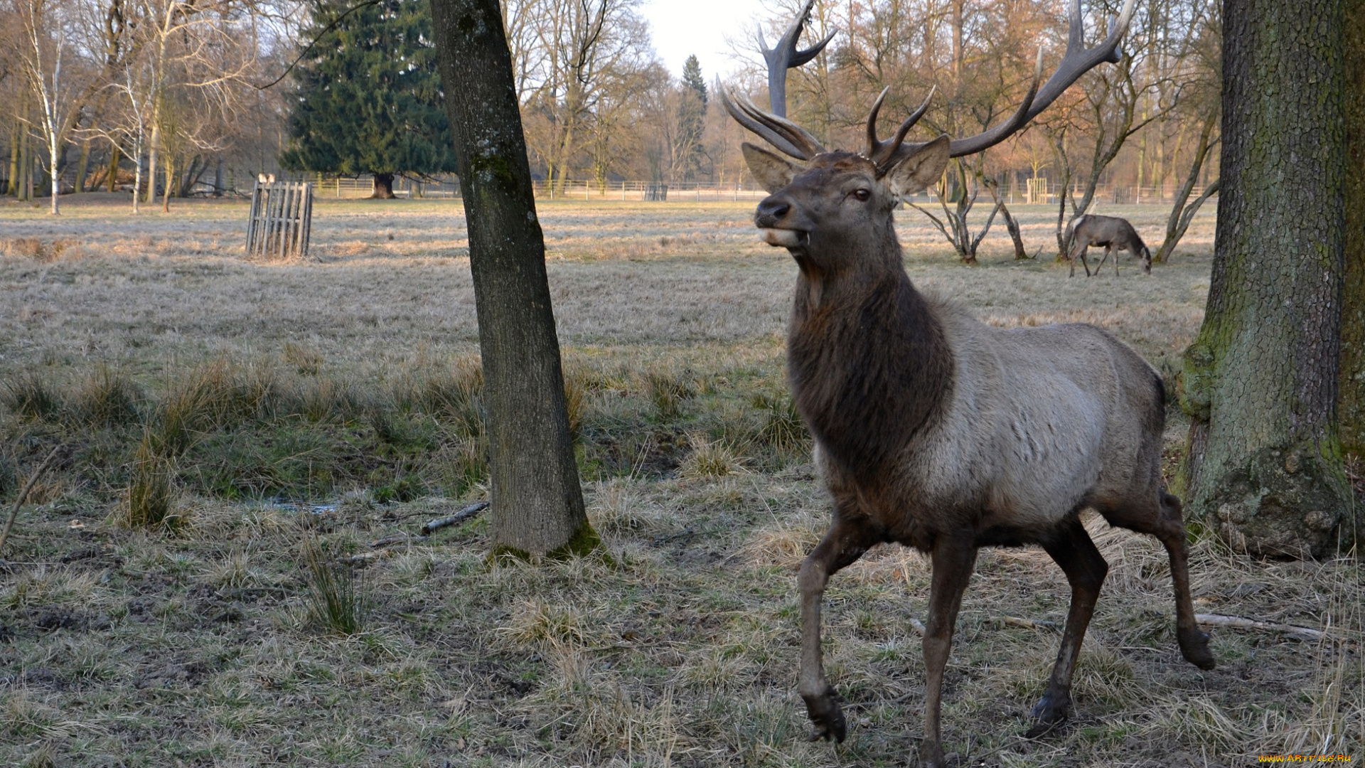 животные, олени, олень, лес