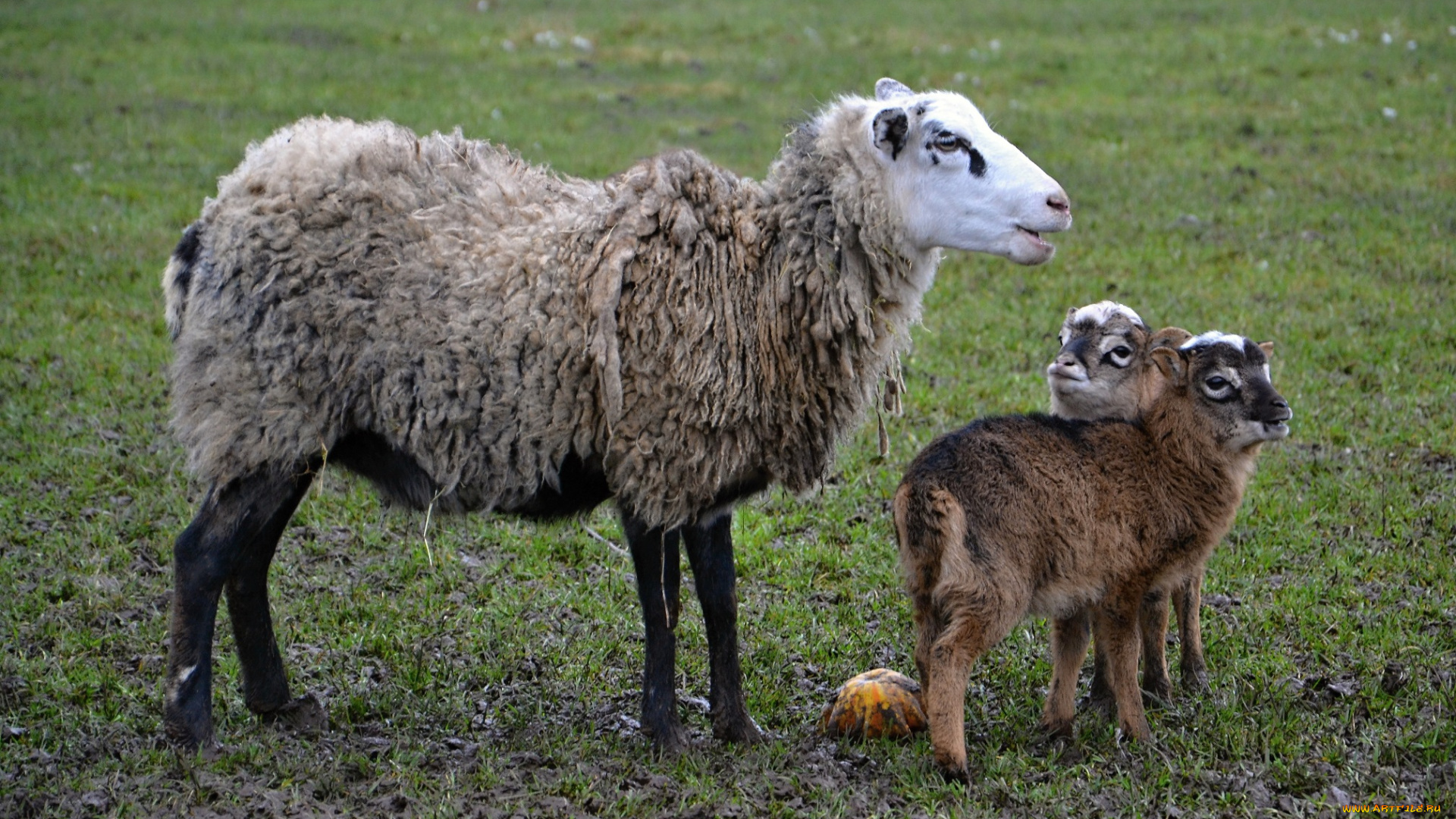 животные, овцы, , бараны, луг, барашки, мама, малыши