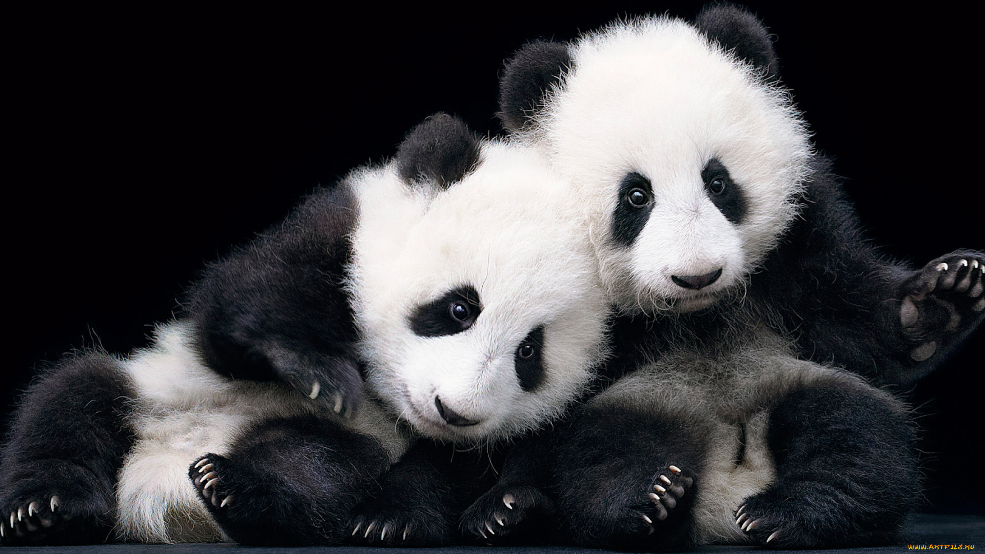 животные, панды, медведи, панда