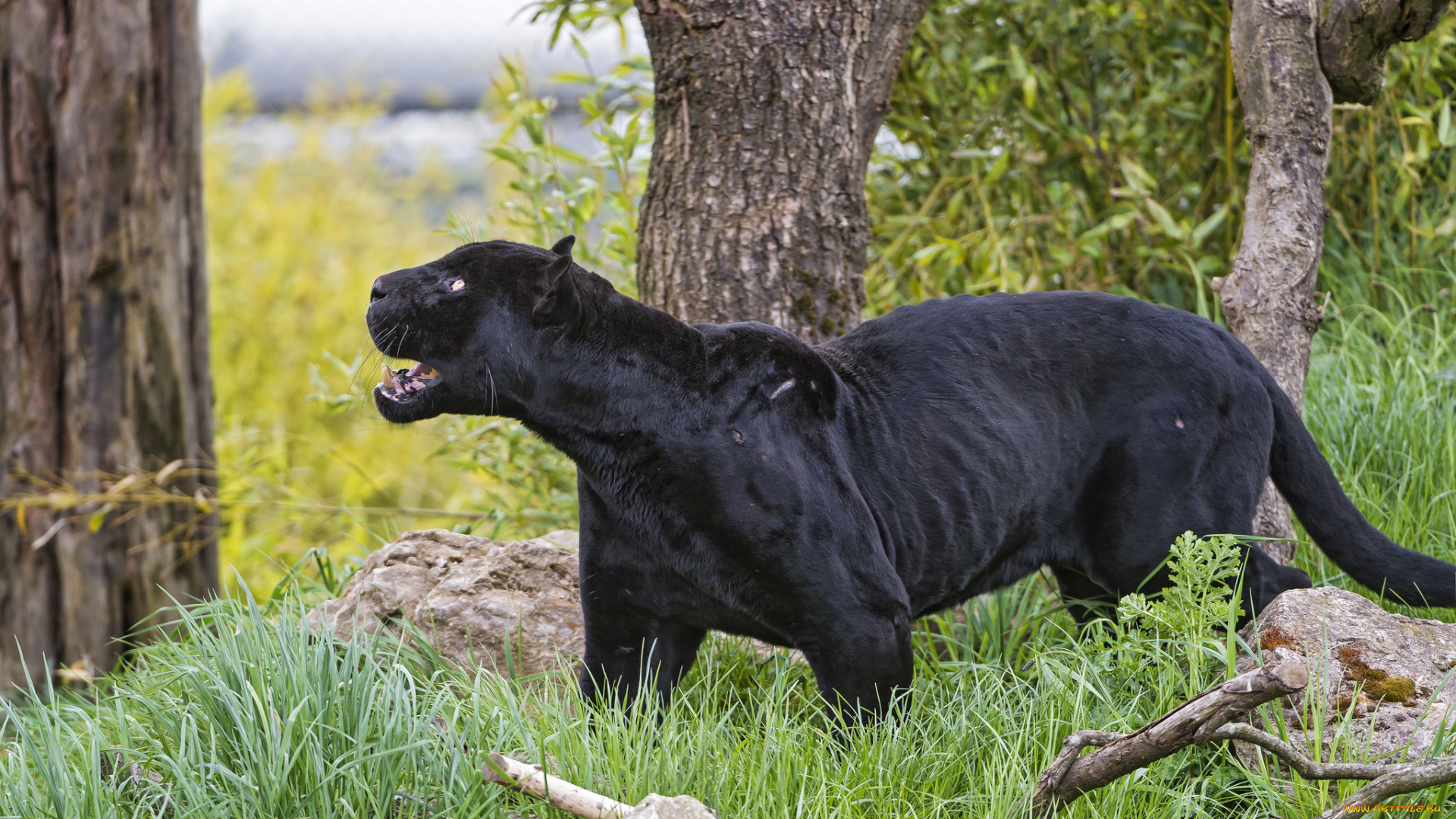 животные, пантеры, ягуар, чёрный, кошка, трава