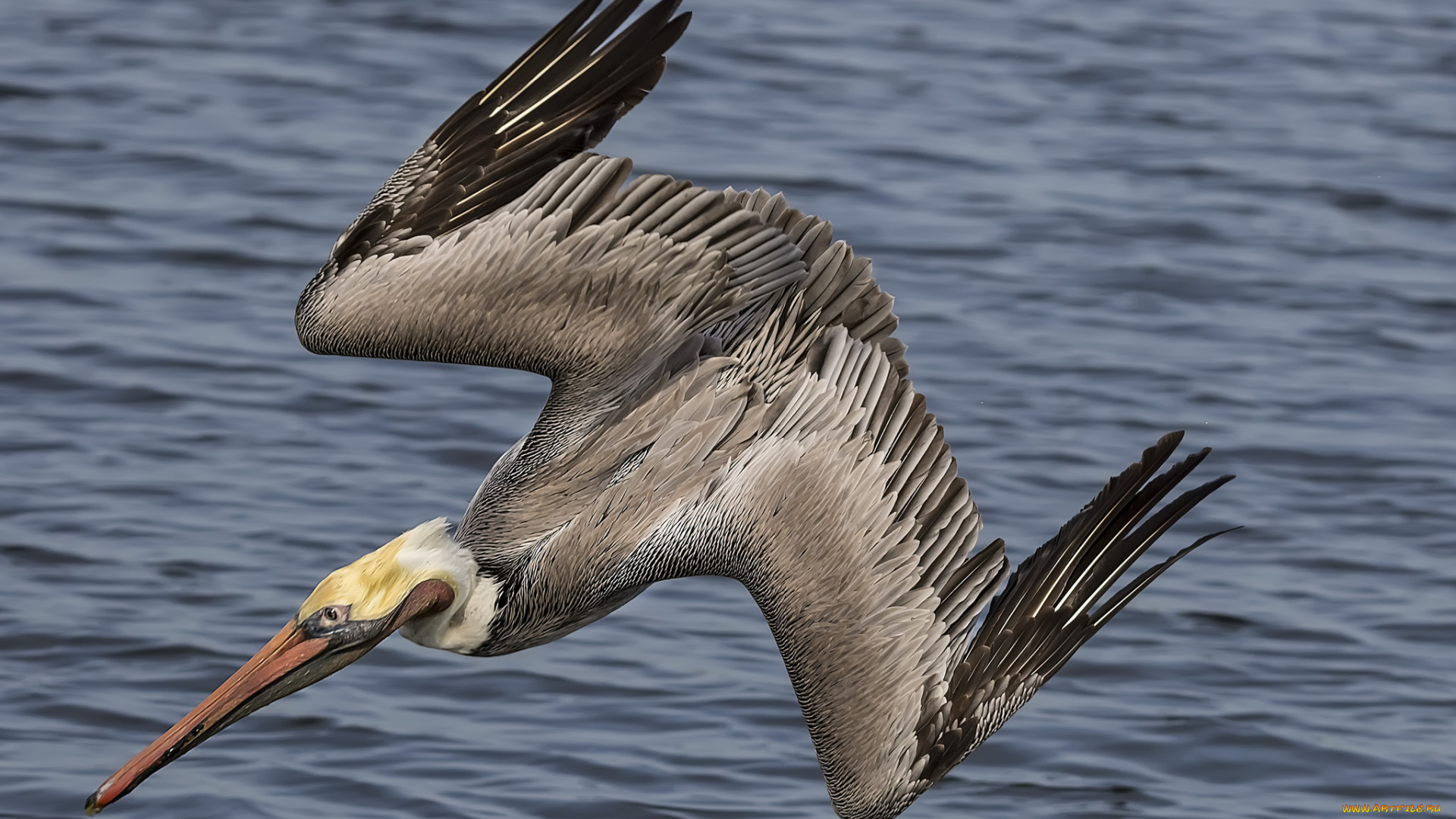 животные, пеликаны, рыбалка, вода, пеликан