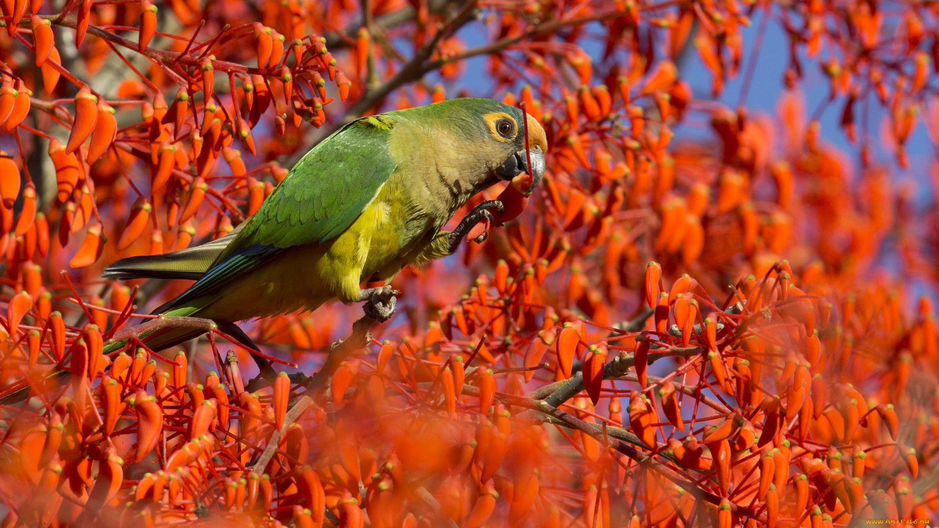 животные, попугаи, попугайчик