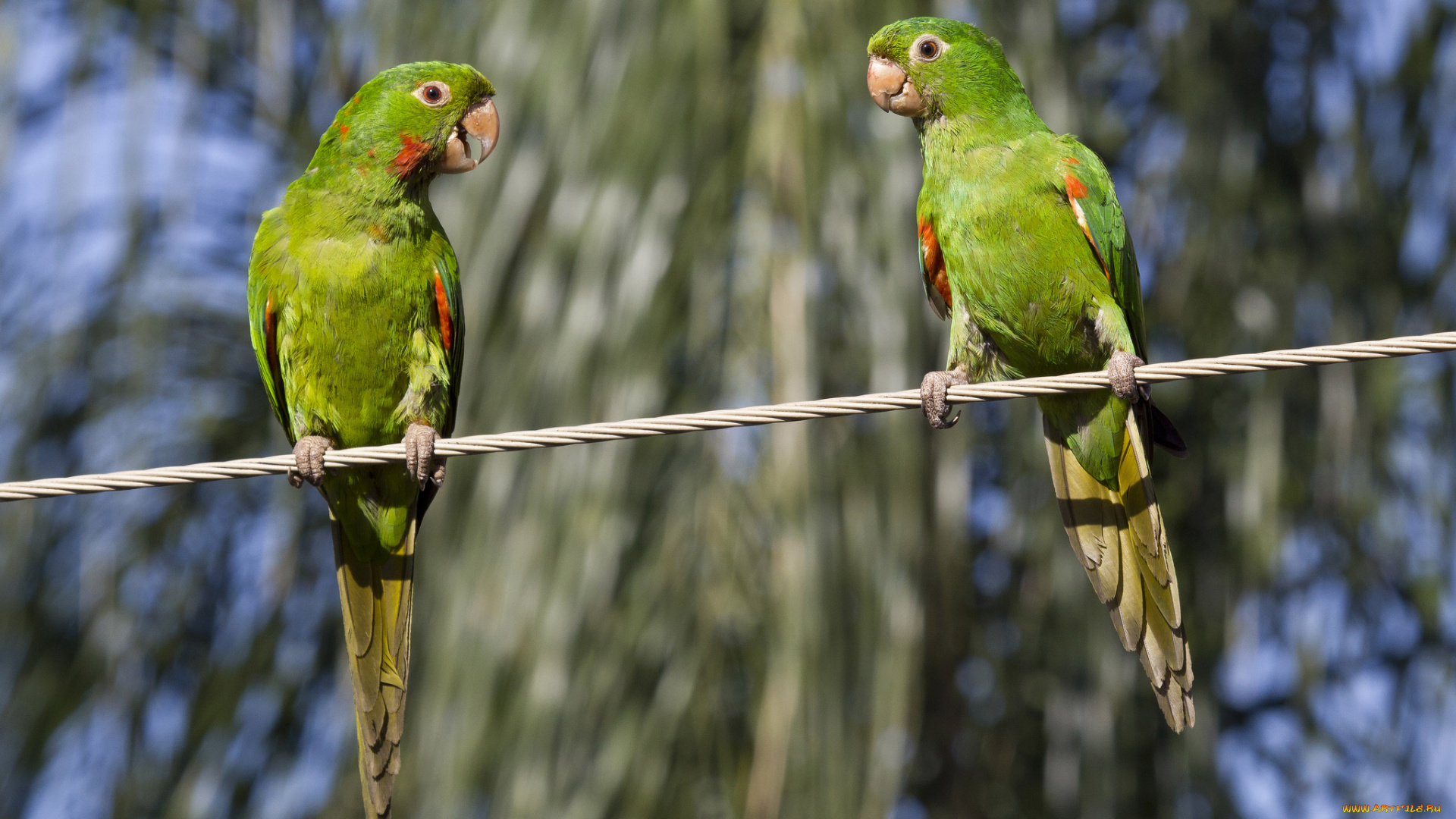 животные, попугаи, попугайчики