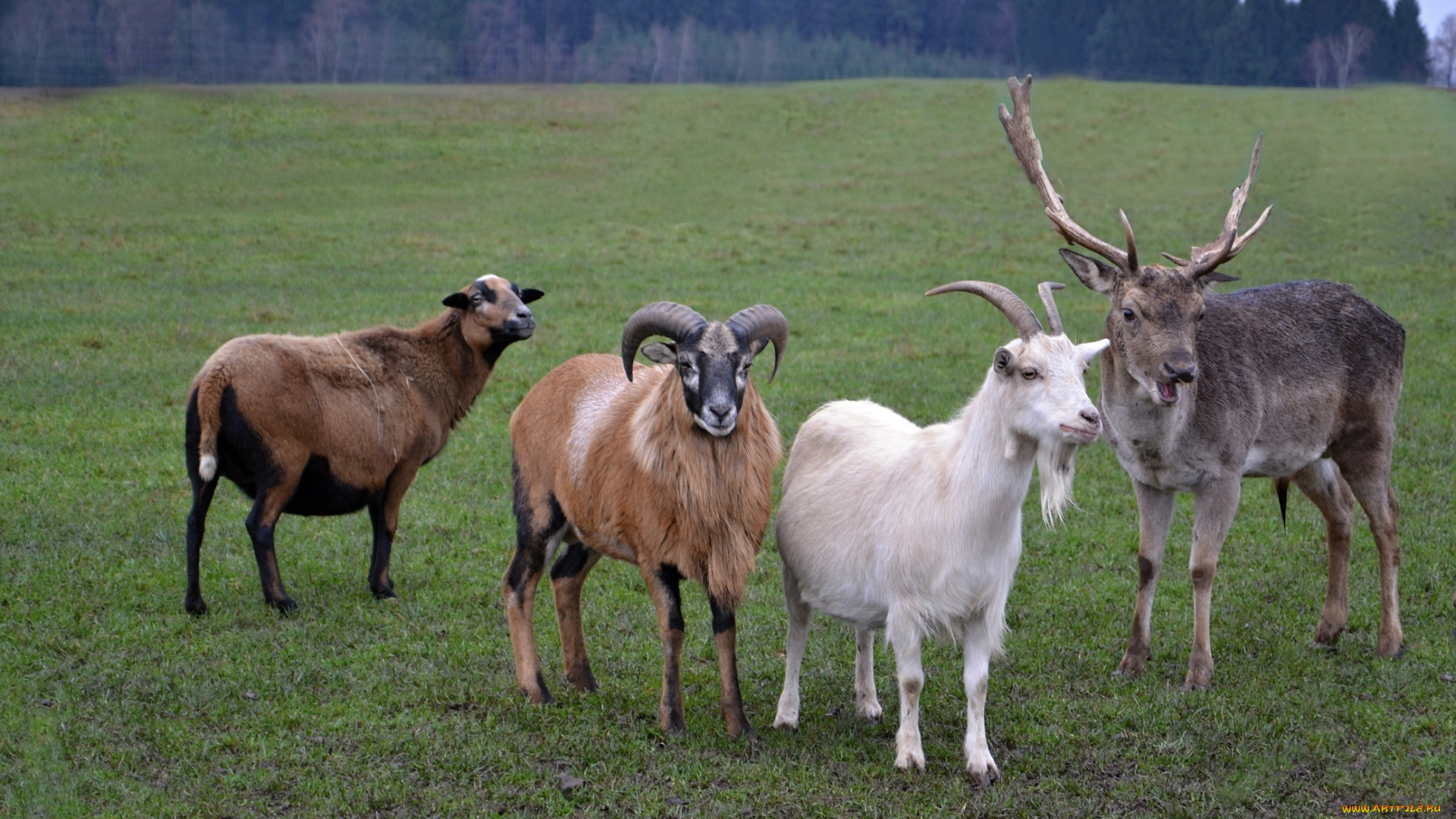 животные, разные, вместе, козы, олени