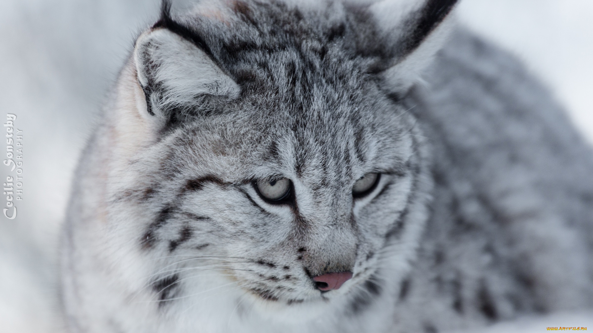 животные, рыси, кошка, хищник, морда, снег, зима, красавица