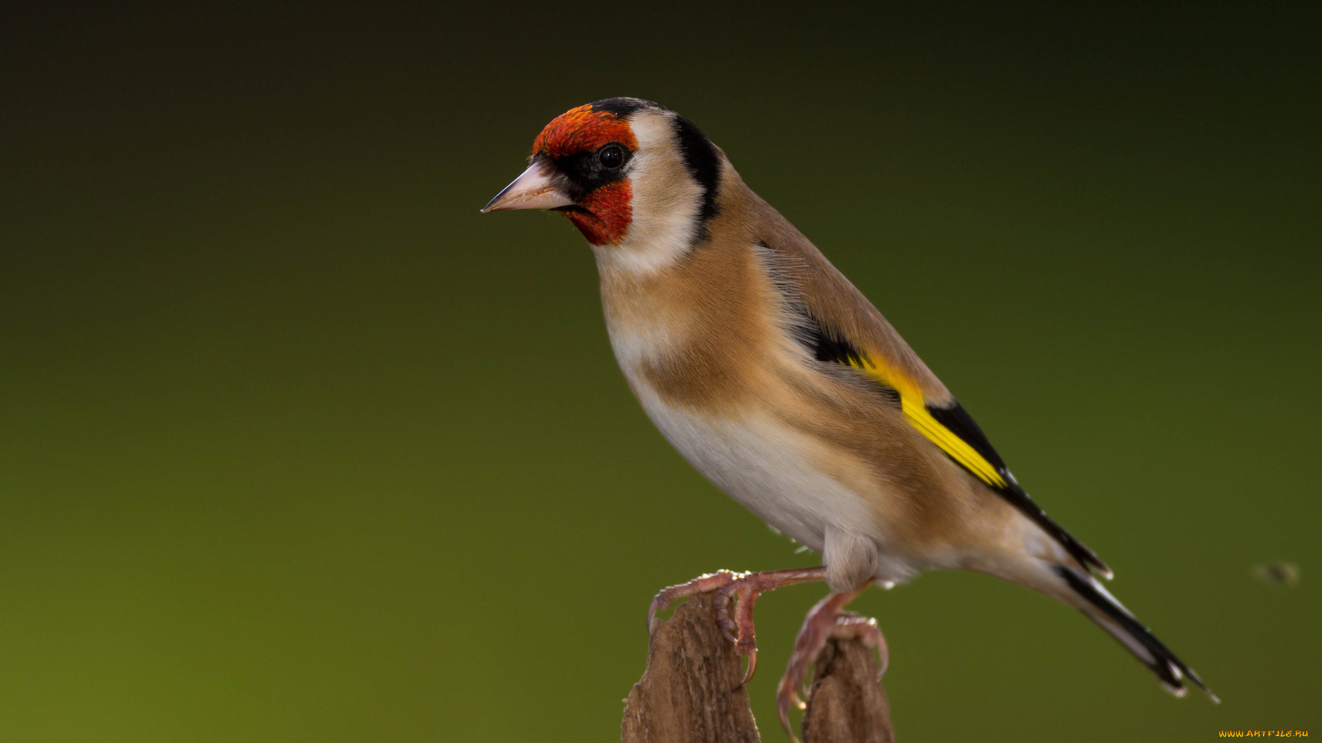 животные, щеглы, , чижи, щегол