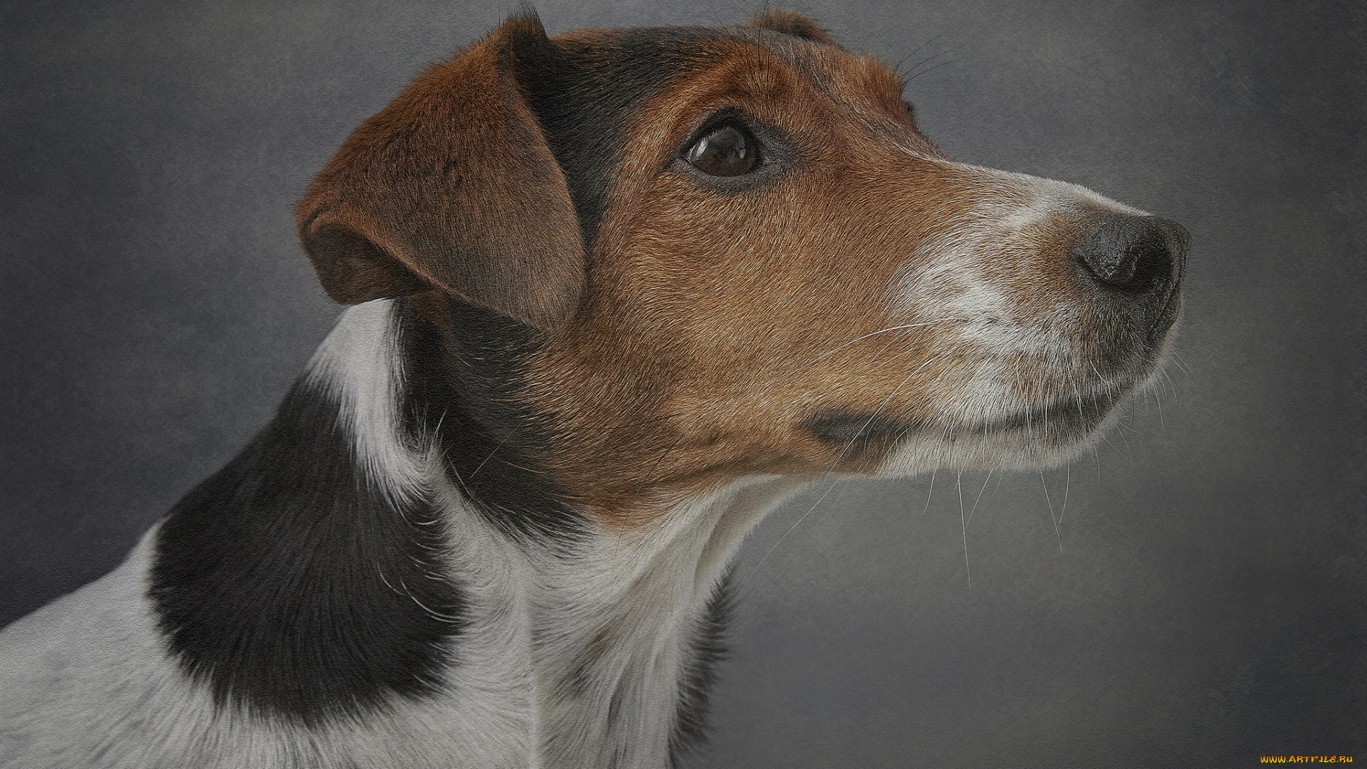 животные, собаки, пес