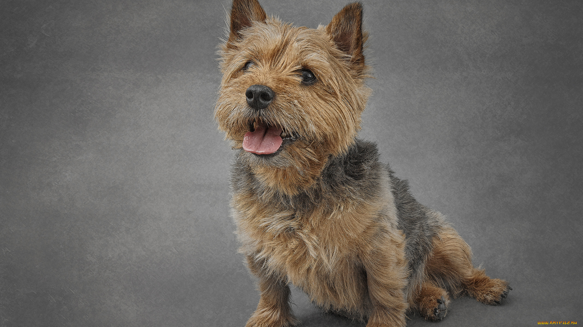 животные, собаки, пес