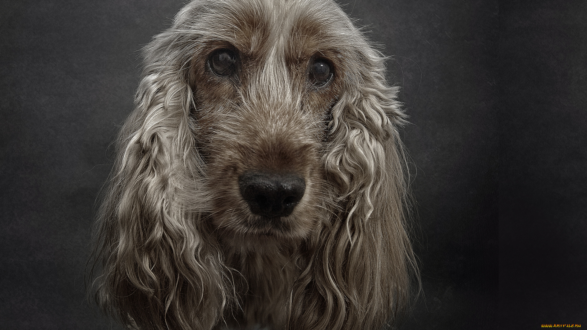 животные, собаки, пес