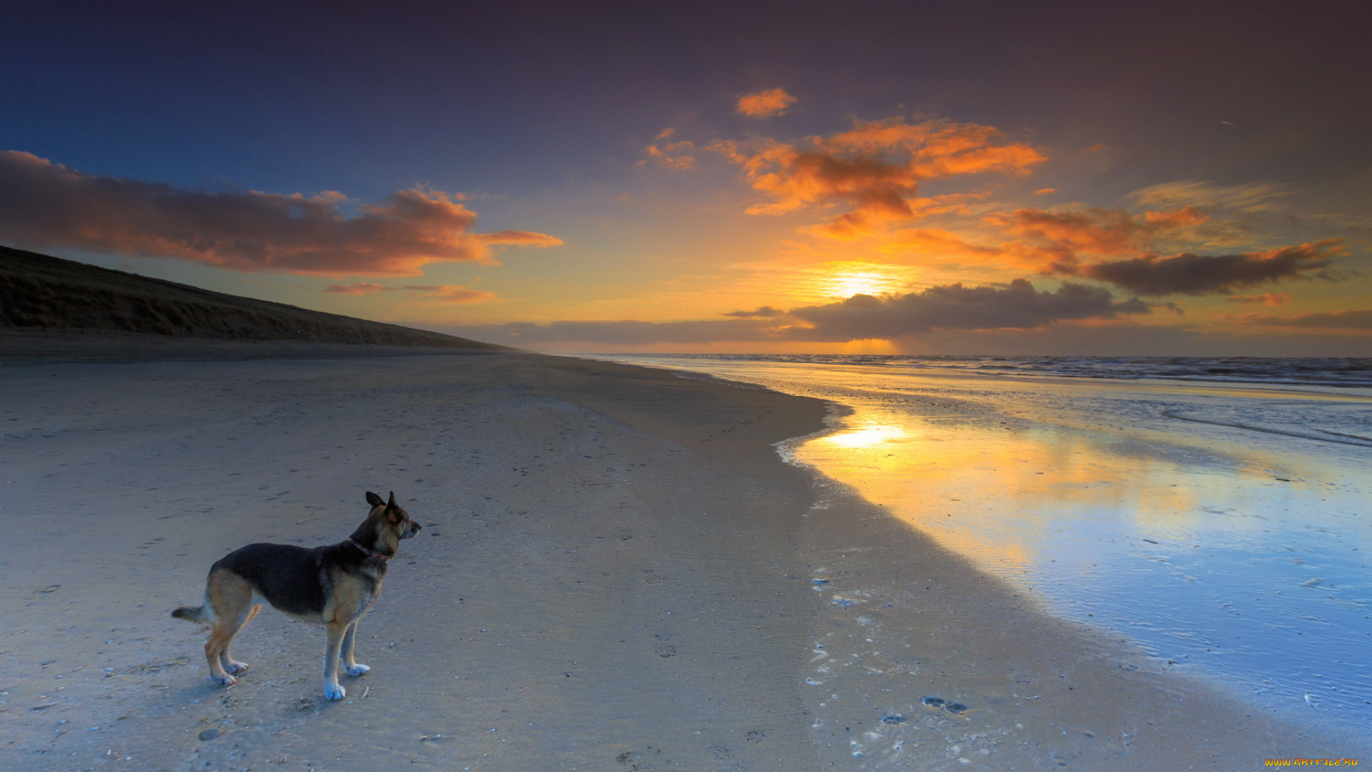 животные, собаки, закат, друг, собака