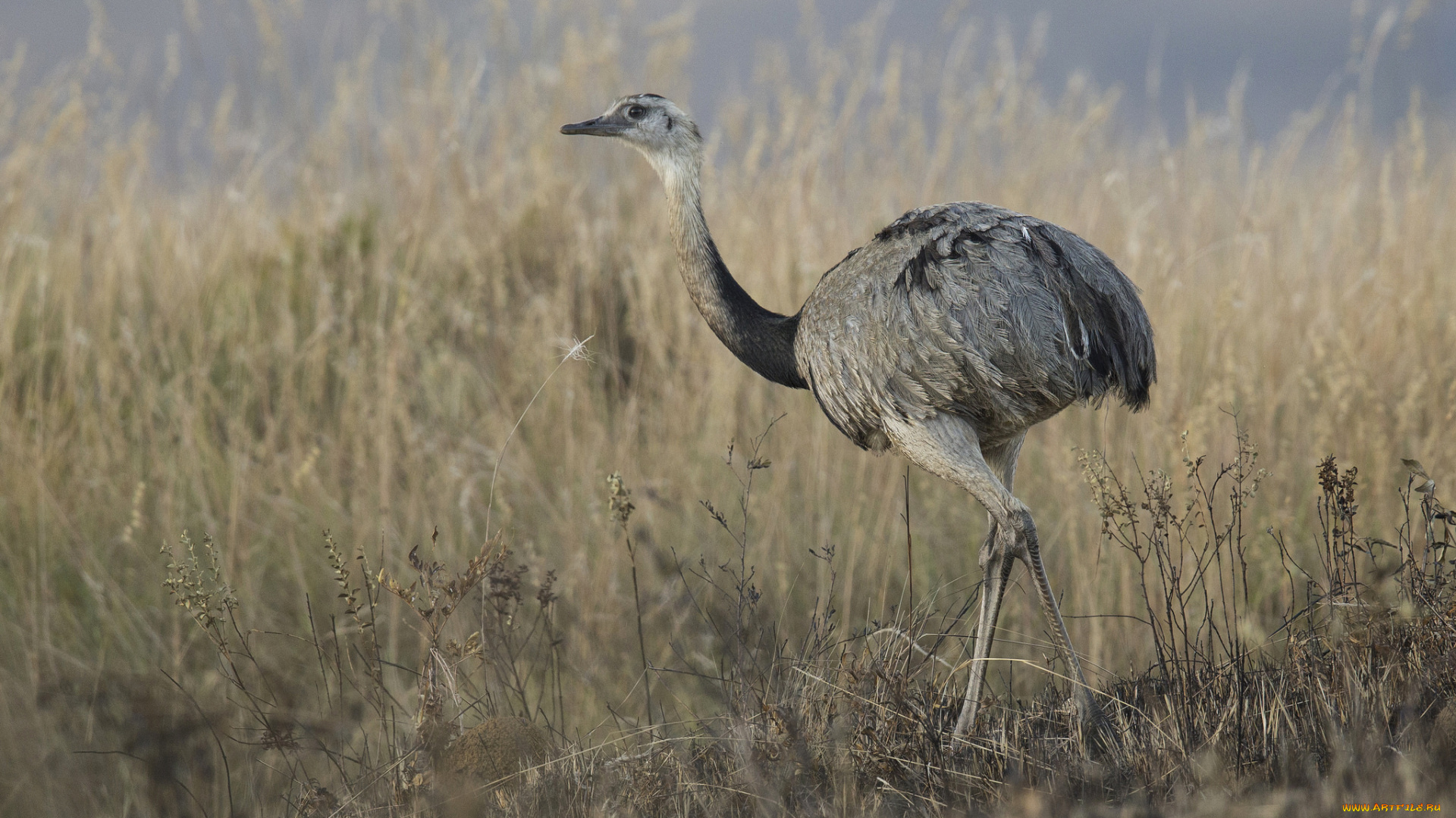 животные, страусы, эму, страус