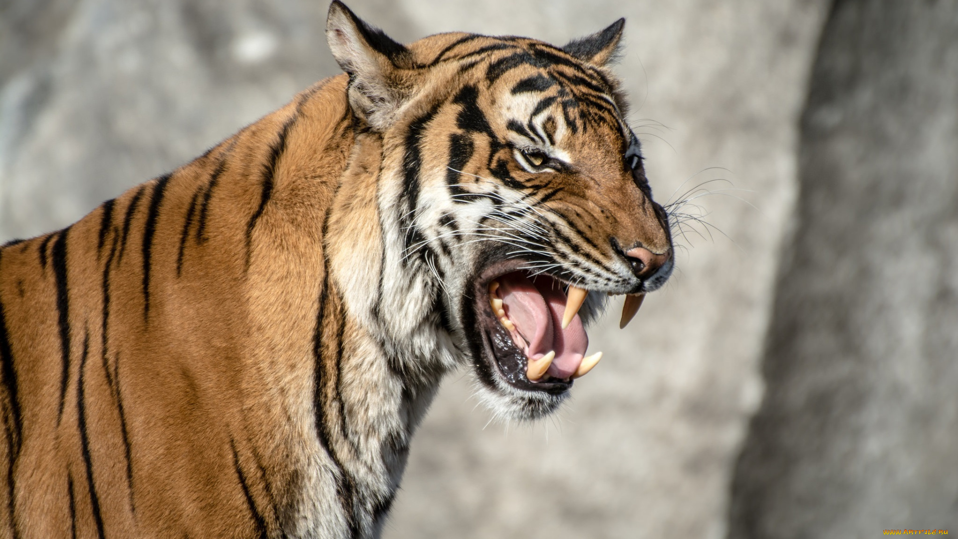 животные, тигры, кошка, хищник, морда, оскал, пасть, клыки, язык