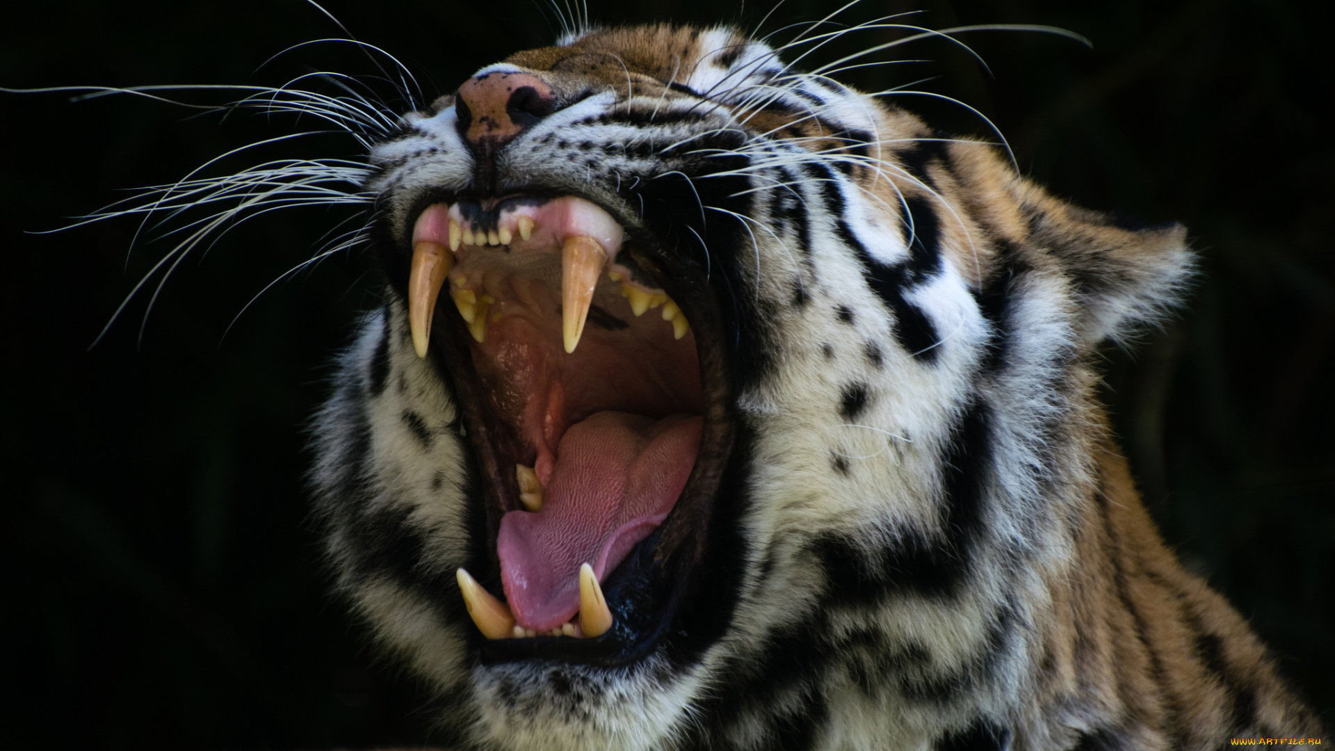 животные, тигры, тигр