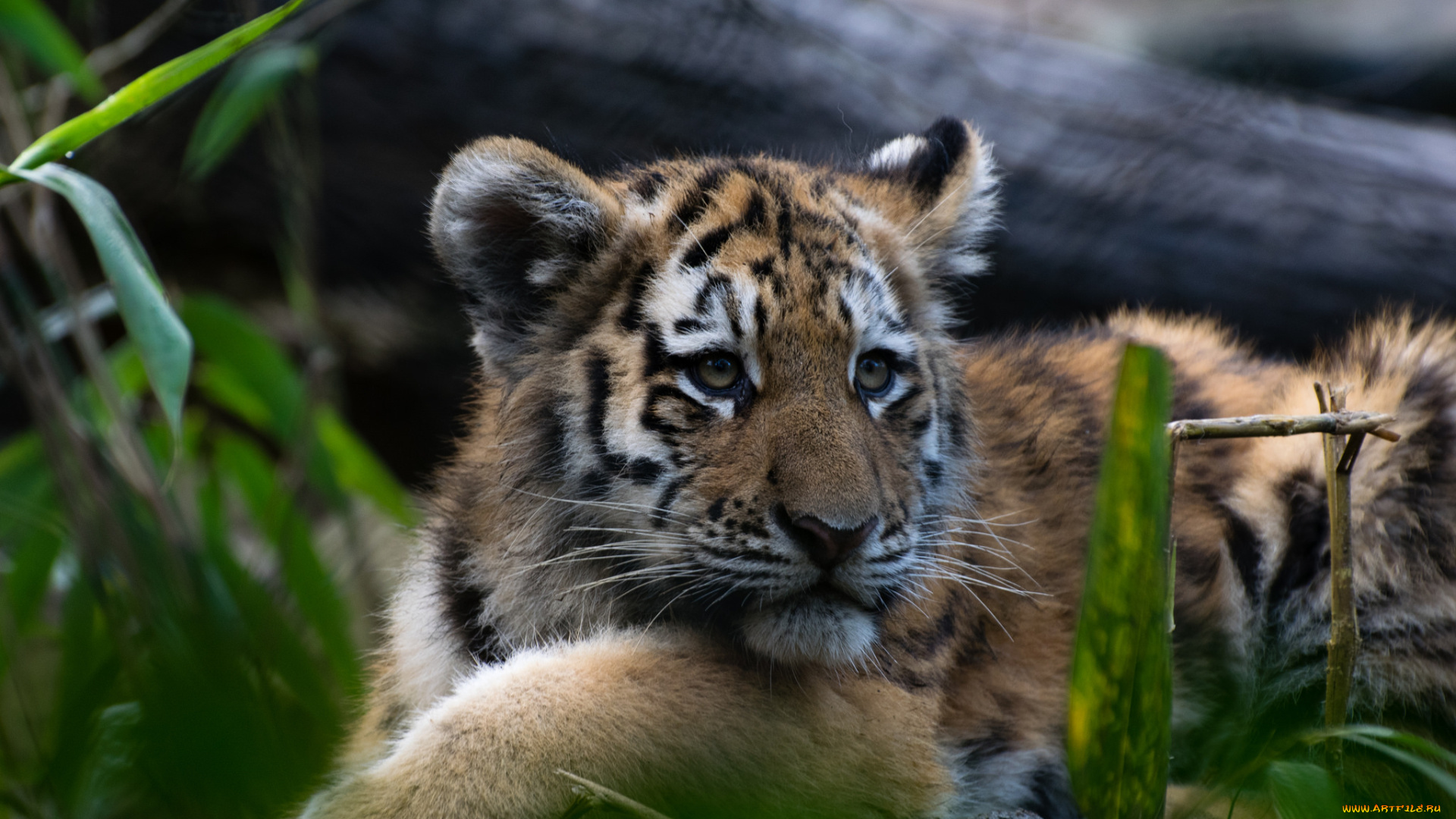 животные, тигры, тигр