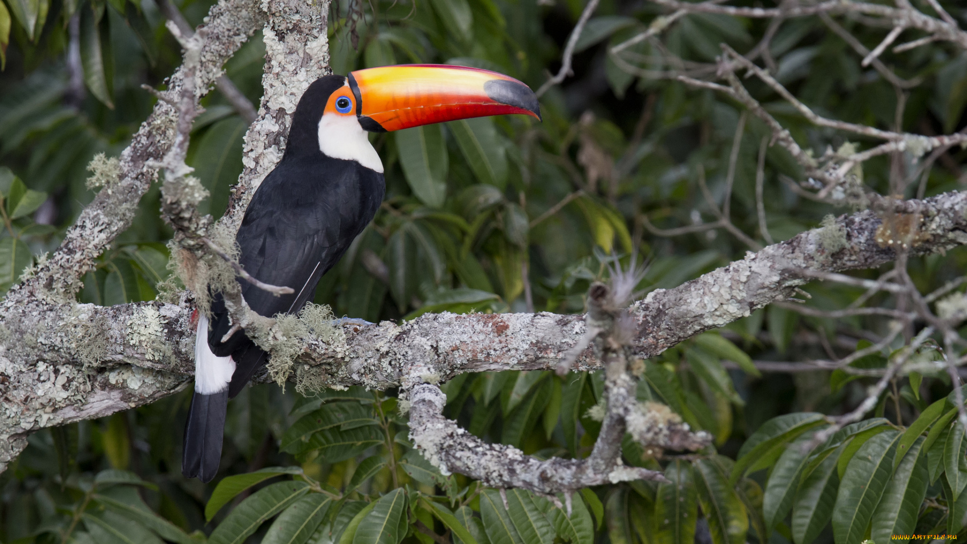 животные, туканы, тукан