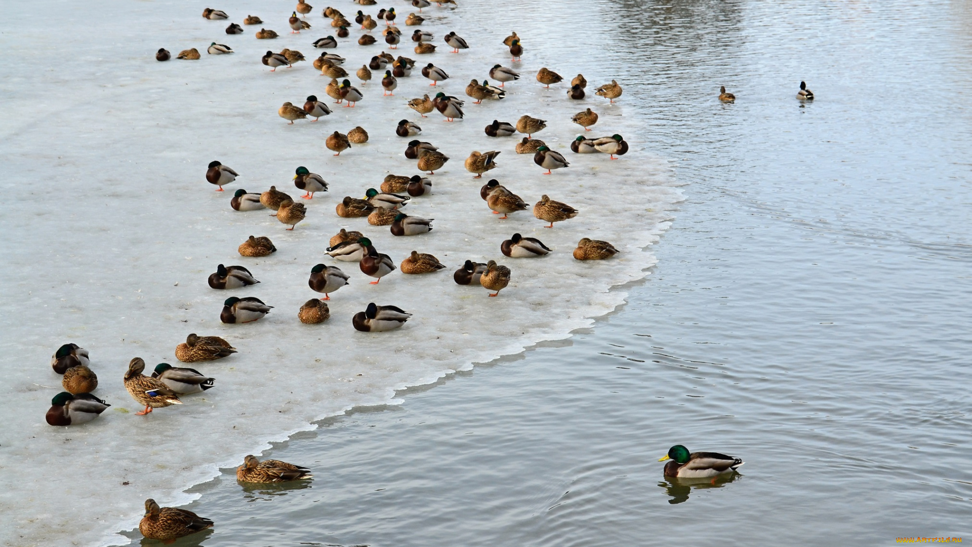 животные, утки, лёд, стая, озеро, зима
