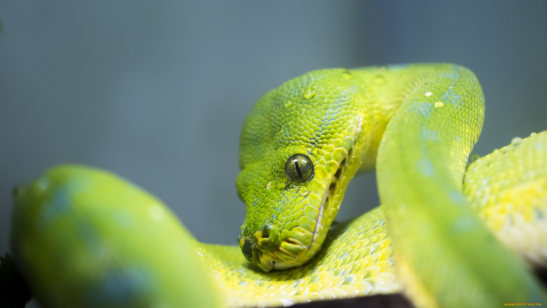 животные, змеи, , питоны, , кобры, питон, зелёный, чешуя, макро